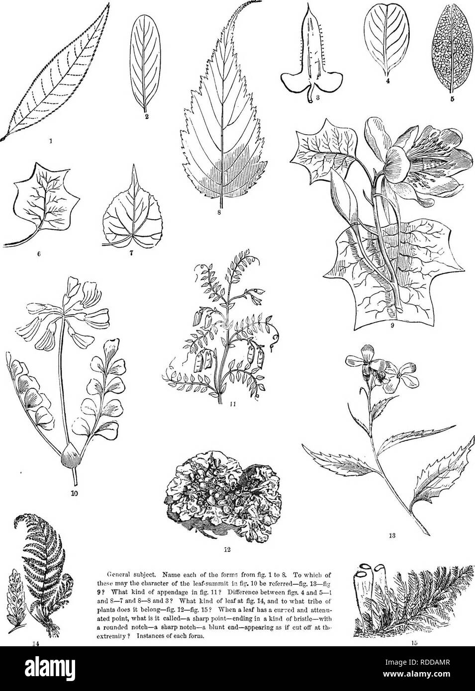 . La classe d'analyse-livre de botanique : conçu pour les académies et les étudiants. Les plantes. Assiette XVI. Sommet de la feuille. 53. Ccnoral objet. Chaque nom de la forme à partir de la fig. 1 à 8. À laquelle de ces mai le caractère de la feuille-sommet à fig", 10 être referre-d-fig. 18-fi^' 9 ? Quel genre de traiter de la fig. 11 ? Différence entre figa. 4 et 5-I et 8-7 et 8-S et 8 ? "Quel type de feuille, à la fig. 14^ et à quelle tribu de plantes appartient-il-fig. 12-Fig. 15 ? "Quand une feuille a une courbe et attenu- tion point, qu'est-ce qu'il appelé-une pointe-se terminant en une sorte de avec un poils rounde Banque D'Images