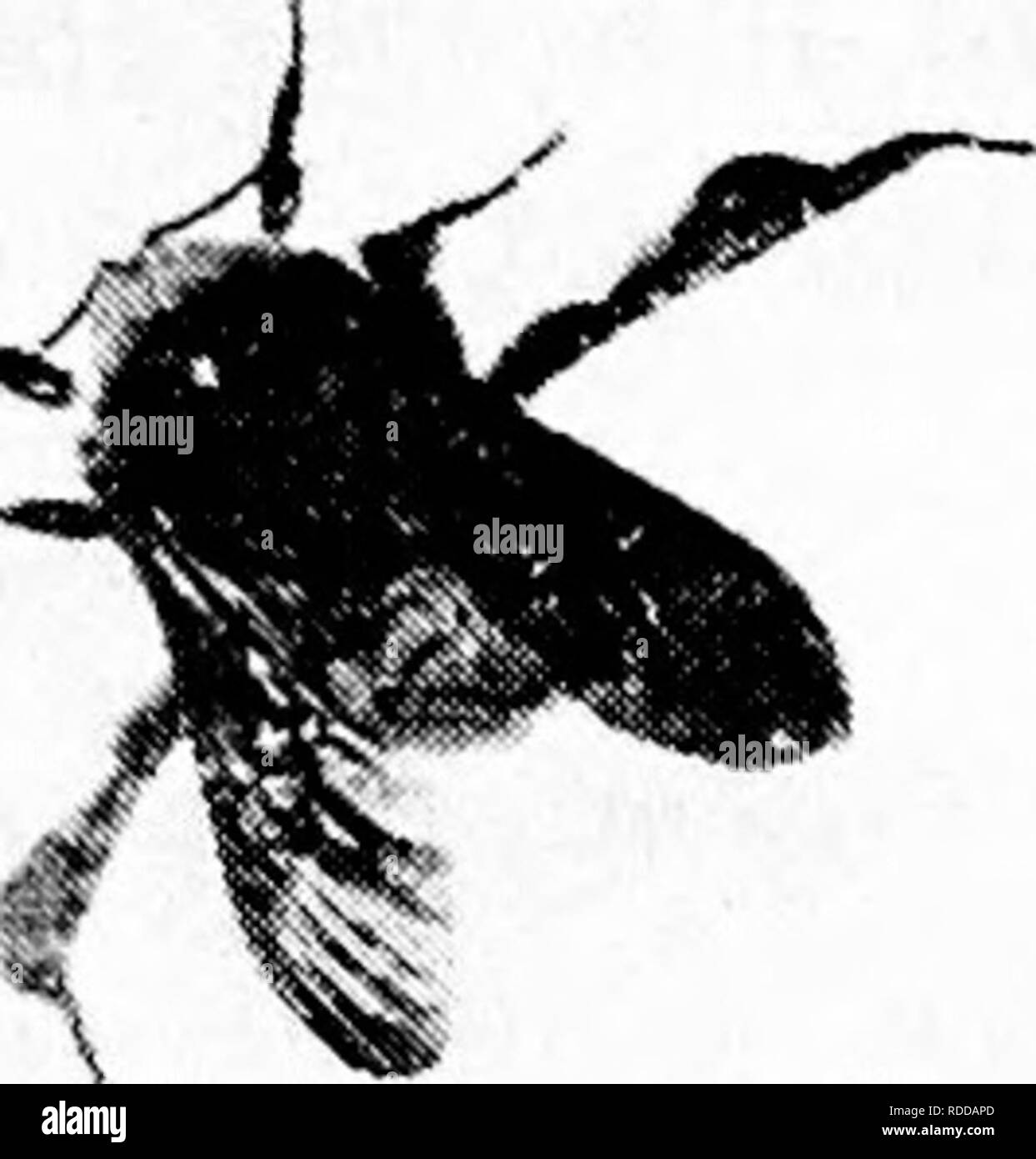 . Amis et ennemis de la ferme agricole : un texte-livre de science agricole . Les ravageurs agricoles ; les insectes utiles ; les insectes nuisibles. Les insectes pollinisateurs 205 plus ou moins zigzag. Ils ont souvent descendre et explorer quelques coins ou recoins qui semble promettre une situation favorable pour un nid. Ces grands bourdons sont le seul type qui ont pu vivre tout au long de l'hiver, et ils ont été à l'abri dans certains nids de souris déserte ou similaire couvrant. Lorsque la reine bourdon trouve une place qu'elle estime appropriée pour un nouveau nid, elle adopte pour l'accueil de sa future colonie. Puis elle vole à t Banque D'Images