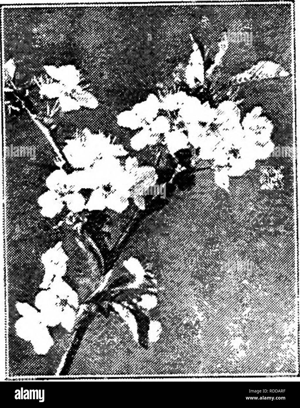 . Amis et ennemis de la ferme agricole : un texte-livre de science agricole . Les ravageurs agricoles ; les insectes utiles ; les insectes nuisibles. Chapitre XVI la pollinisation et la fécondation des fleurs l'une des caractéristiques les plus frappantes du paysage au début du printemps dans une région de culture fruitière est celui de la grande masse des blanches fleurs de cerisiers. Il s'agit d'être vu à de longues distances où qu'un cerisier cultivé est de plus en plus. Si vous choisissez une de ces fleurs et l'examiner avec soin pour un moment, vous serez capable de voir facilement les différentes parties de chaque fleur qui con- siste. Maintenez la tige dans une main un Banque D'Images