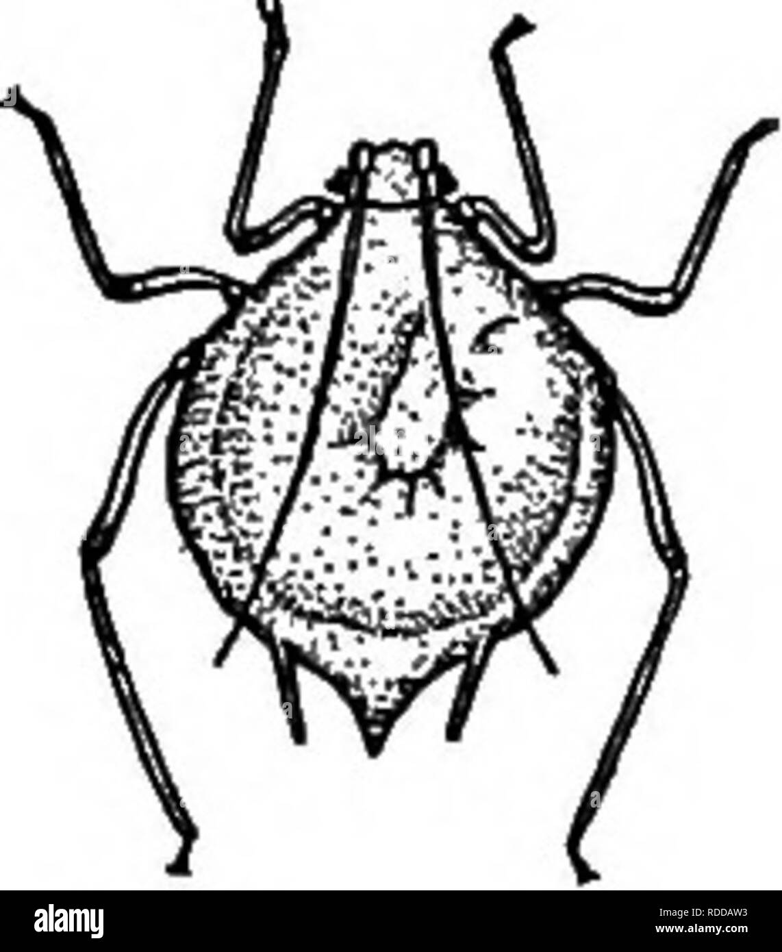 . Amis et ennemis de la ferme agricole : un texte-livre de science agricole . Les ravageurs agricoles ; les insectes utiles ; les insectes nuisibles. Avec l'Aphis larve parasite Parasite l'intérieur du grain. MAGNJFIED APHIS tués par l'Aphis nally parasite le parasite larve devient pleinement développé, absorber- ing pratiquement tous les contenus du corps du puceron, tuer- ing, et ne laissant que la peau gonflée de ce dernier pour servir de protection pour le parasite. Dans cette peau gonflée, la brune parasite larvaire des modifications à une nymphe et très peu après, change de nouveau à une petite mouche, qui ressemble à celle qui a jeté l'oeuf. Ce Banque D'Images