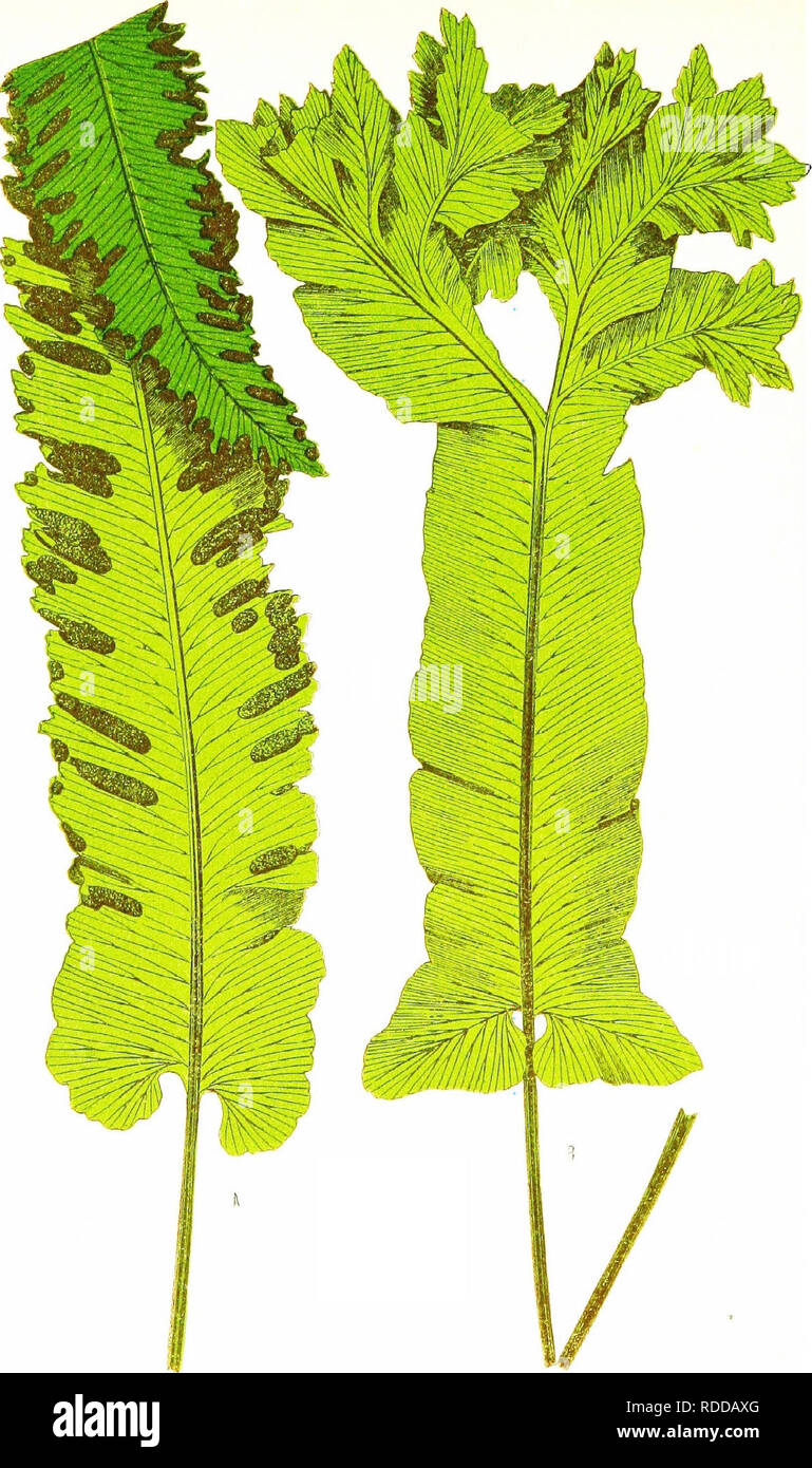 . Une histoire naturelle de nouveau et rare : fougères contenant des espèces et variétés, dont aucun n'est inclus dans aucun des huit volumes de "Fougères, britanniques et exotiques", parmi lesquels le nouveau hymenophyllums Trichomanes et . Fougères. S C 0 L 0 N N E RI U M V U L C A R E, Var. -Subliiieato sbnatum. 3. VULCARE Sagittée, EC-j'^tatum.. Veuillez noter que ces images sont extraites de la page numérisée des images qui peuvent avoir été retouchées numériquement pour plus de lisibilité - coloration et l'aspect de ces illustrations ne peut pas parfaitement ressembler à l'œuvre originale.. Lowe, E. J. (Edward Joseph), 1825-190 Banque D'Images