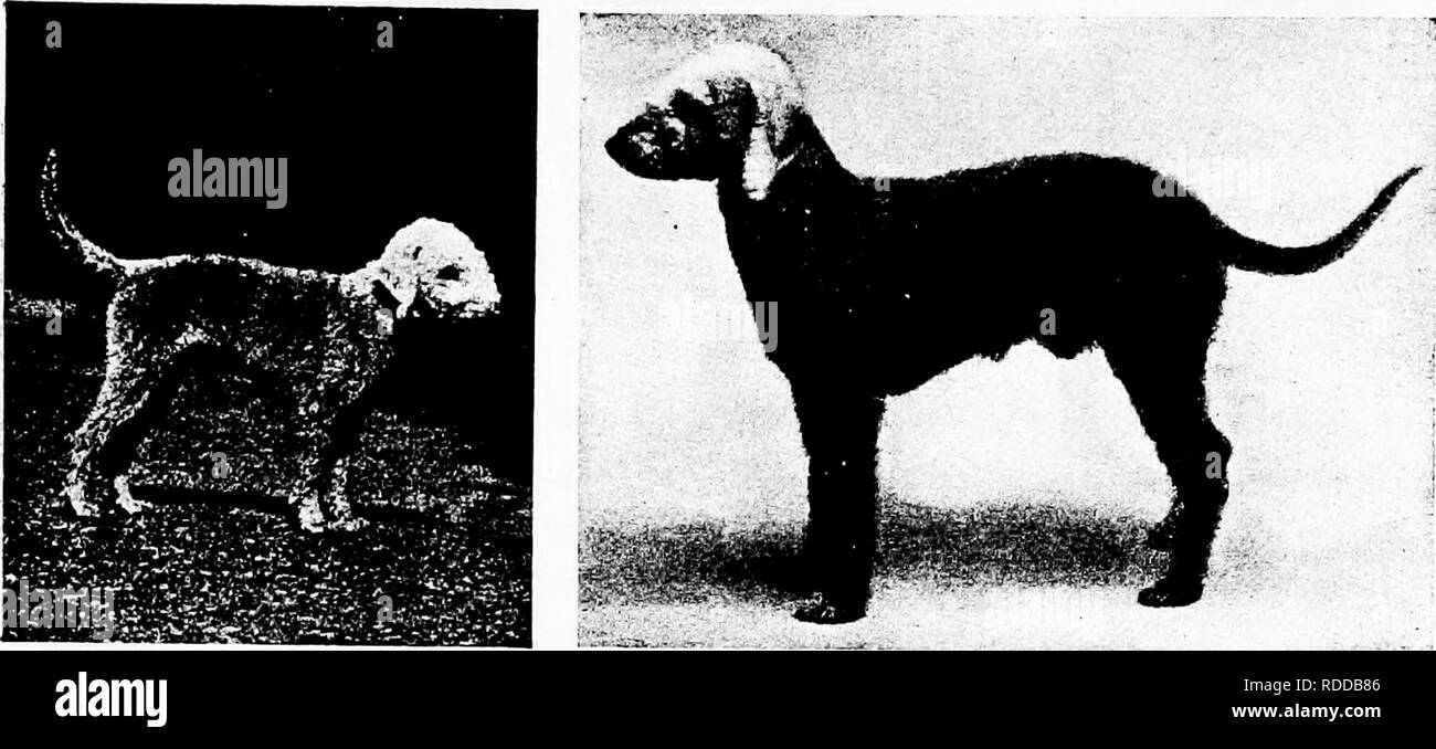 Le Chien Livre Une Histoire Populaire Du Chien Avec Des