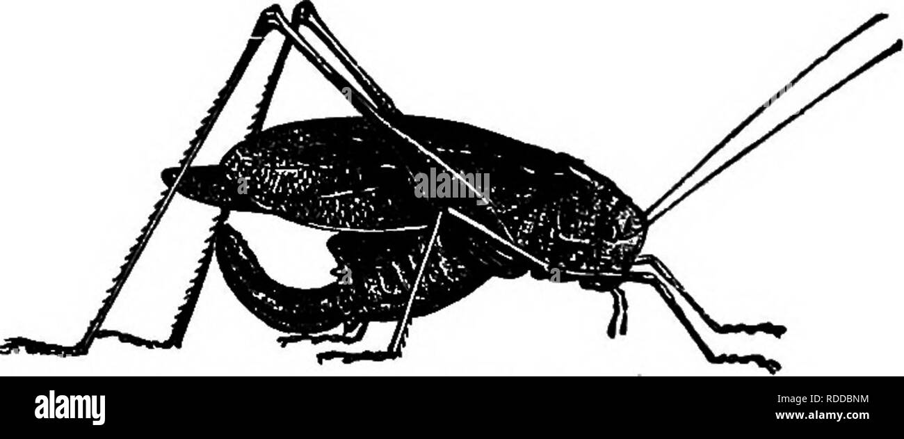 . Amis et ennemis de la ferme agricole : un texte-livre de science agricole . Les ravageurs agricoles ; les insectes utiles ; les insectes nuisibles. Sauterelles et criquets 67 directement à l'arrière de la tête, il y a une grande capelike seg- ment portant une paire de jambes. C'est la première division du thorax, et est appelé le prothorax. Le reste du thorax est composé de deux parties united. Celui du milieu est le mésothorax ; cette porte les ailes avant et le milieu des jambes. Derrière c'est le métathorax ; cette porte les ailes postérieures et les pattes de derrière. Les ailes avant de forme oblongue I,eaf-winged Grasshopper sont longues et de l'els Banque D'Images