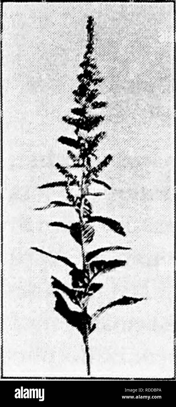 . Amis et ennemis de la ferme agricole : un texte-livre de science agricole . Les ravageurs agricoles ; les insectes utiles ; les insectes nuisibles. 62 AMIS DE LA FERME ET LES ENNEMIS. Puis couper ou se nourrissent de l'herbe fréquemment pour induire un développement peu profondes des porte-greffes. Ceux-ci peuvent ensuite être activés par le labour peu profond et détruits.par clean culture, jachère, d'été ou d'hiver, le gel. Les leçons de mauvaises herbes la plus importante des leçons générales peuvent nous apprendre de notre étude des mauvaises herbes sont, premièrement, qu'une bonne l'agriculture est le meilleur de leurs blessures, préventive et, deuxièmement, que ce doit être ' pratiquée non seulement par tous les l'extrême Banque D'Images