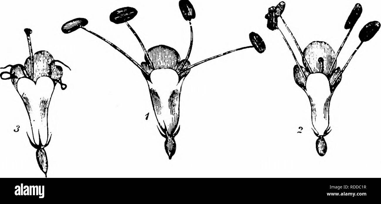 . La pollinisation des fleurs de manuel : d'après Hermann Mu ?ller 'le travail de la fécondation des fleurs par les insectes" . La fertilisation des plantes. 563 DIPSACEAE et Smith (Sm.) (Angleterre), 5 abeilles :-je. Andrena hattorfiana/'. (S., Sm.) ; 2. A. marginata (F. S., Sm.) ; 3. Nomada armata H.-ann. (Sm.) ; 4. N. jacobeae Pz. (Sm.) ; 5. Osmia spinulosa K. (Sm.). Marquard (extreme W. de Cornwall), l'abeille Andrena hattorfiana, F. 1297. K. sylvatica Duby ( =Scabiosa sylvatica Z. ; et Trichera sylvatica Schrad.).-Kirchner ('Flora c. Stuttgart," p. 680) dit que le mécanisme de l'fleurs bleu rougeâtre de cette espèce en Banque D'Images