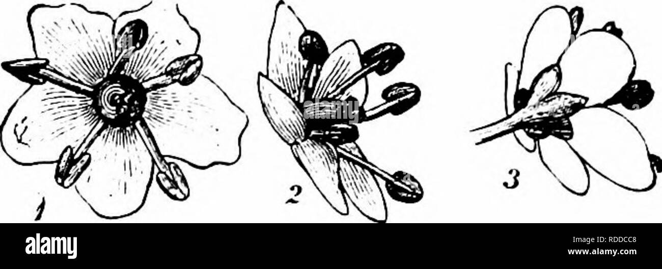 . La pollinisation des fleurs de manuel : d'après Hermann Mu ?ller 'le travail de la fécondation des fleurs par les insectes" . La fertilisation des plantes. CAPRIFOLIACEAE 523 385. Sambucus Touin. Fleurs de couleur blanchâtre, souvent malodorantes, homogamous ou disposés en grand ; protogynes cymes. 1209. S. nigra L. (Herm. Muller, fertilisation, '' p. 290, ' Weit. Beob., l'Ill, p. 76 ; MacLeod, Bot. Jaarb. Dodonaea, Gand, v, 1893, P- 369 ; Knuth, 'Le Bienheureux u. Insekt. a. d. nordfr. Ins., pp. 80, 156' ; 'Flora C. Kirchner, Stuttgart," p. 669 ; Warnstorf, Verh. Bot. Ver., Berlin, xxxviii, 1896.)-l'homogamous blanc jaunâtre rose ... Banque D'Images