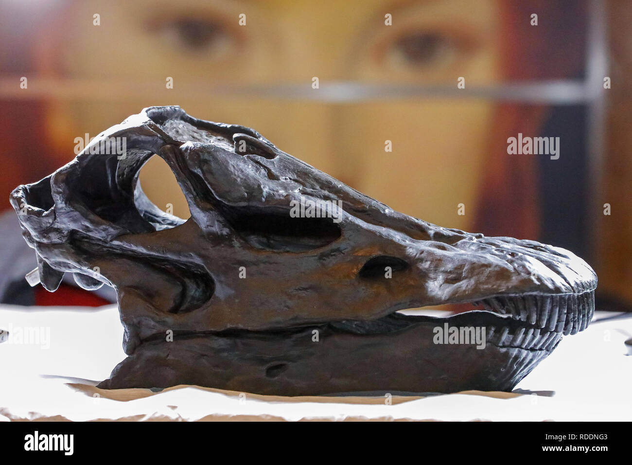 Glasgow, Ecosse, Royaume-Uni. 18 janvier 2019. Le Musée d'Histoire Naturelle la célèbre diplodocus est arrivé à Kelvingrove Art Gallery and Museum, Glasgow où une équipe de spécialistes de la décompression du délicatement 292 structure des os et a commencé à réunir les 21,3 mètres de long, le diplodocus ensemble. Le squelette est partie d'un 'Dtiko en tournée, l'histoire naturelle de l'exposition l'aventure ouverture au public le 22 janvier Crédit : Findlay/Alamy Live News Banque D'Images