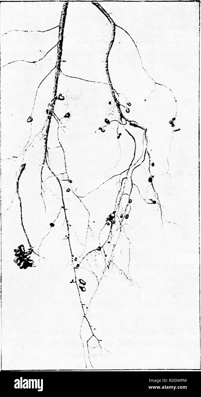 . Les maladies des plantes induite par les parasites cryptogamiques : introduction à l'étude des champignons pathogènes, slime-Champignons, bactéries, algues &amp ; . Les maladies des plantes ; plantes parasites, champignons. 102 SYMBIOSE. beaucoup et devenir en forme de club de manière dichotomique ou organes ramifiés sans pouvoir de division, qui peuvent être désignés " bactéroïdes.» ^ Brunchorst trouvés le contenu des bactéroïdes. Fig. 23.-Rhizobium, teguminosarum*Racines tubercules sur le robinier Fseudacacia (V. Tubeuf phot.) à disparaître au moment du fruit-formation de l'hôte- plante. Un petit nombre d'organes-microbe demeurent toujours, d'après t Banque D'Images