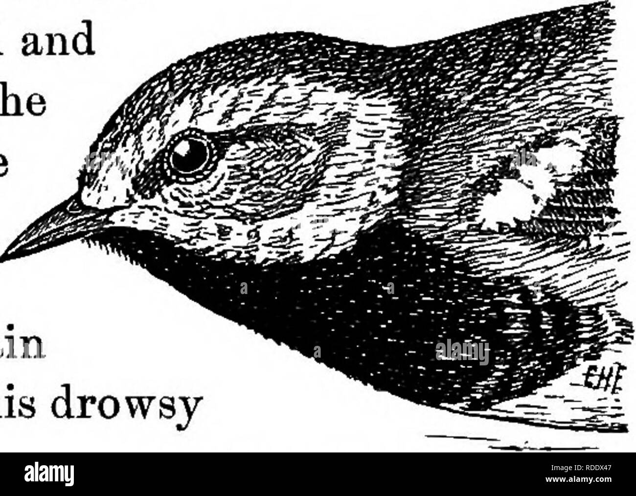 . Les oiseaux utiles et leur protection. Contenant de brèves descriptions des espèces plus communs et les plus utiles du Massachusetts, avec des comptes de leurs habitudes alimentaires, et un chapitre sur les moyens d'attirer et de protéger les oiseaux. Les oiseaux ; les oiseaux. Les OISEAUX D'OBOHABD SONQ ET BOIS. 199 Un jour, alors que j'ai arrêté de boire à une source dans les bois, un beau mâle Paruline à gorge noire abattu d'un grand arbre et posée sur un rocher de moss qui frôlait la petite piscine. De toute évidence, il ne s'attendait pas à moi, mais n'a pas du tout peur. Il m'a regardé air interrogateur pendant un moment, puis, faisant un pas Banque D'Images