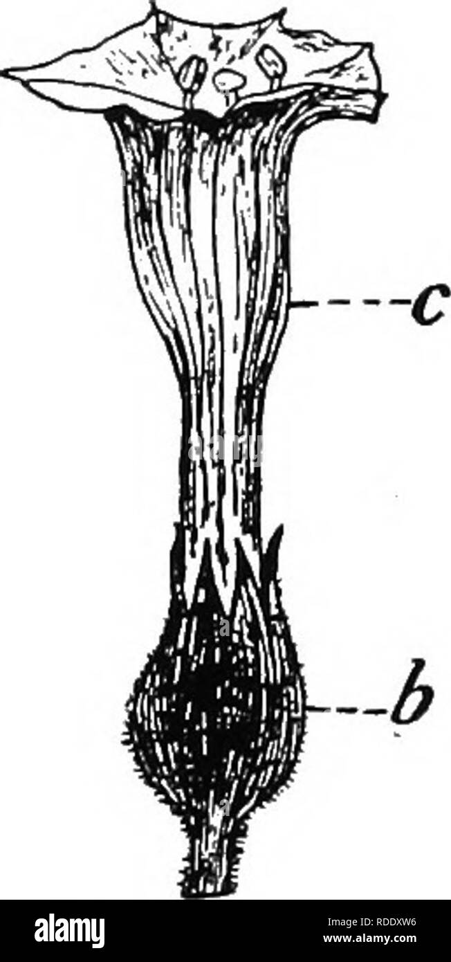 . La botanique pour les étudiants en agriculture . La botanique. Fleurs 12 deuxième fuseau est la corolle et chaque partie est un pétale. Le pistil occupe la position centrale et est entouré par le verticille d'étamines. La fin de la tige florale dans laquelle ces. Fig. 4. - Une fleur de tabac, c, la Fig. 5. - Fleur de trèfle rouge, la corolle en forme d'entonnoir composé de united c, corolle ; 6, tasse-comme calice. Pétales beaucoup ; b, calice. Les sépales sont également élargi. Après Hayden. united ci-dessous. Réduit. parties florales sont attachés est appelé torus ou récipient. Le réceptacle peut être plate, conique, ou en forme de coupe, et souvent f Banque D'Images