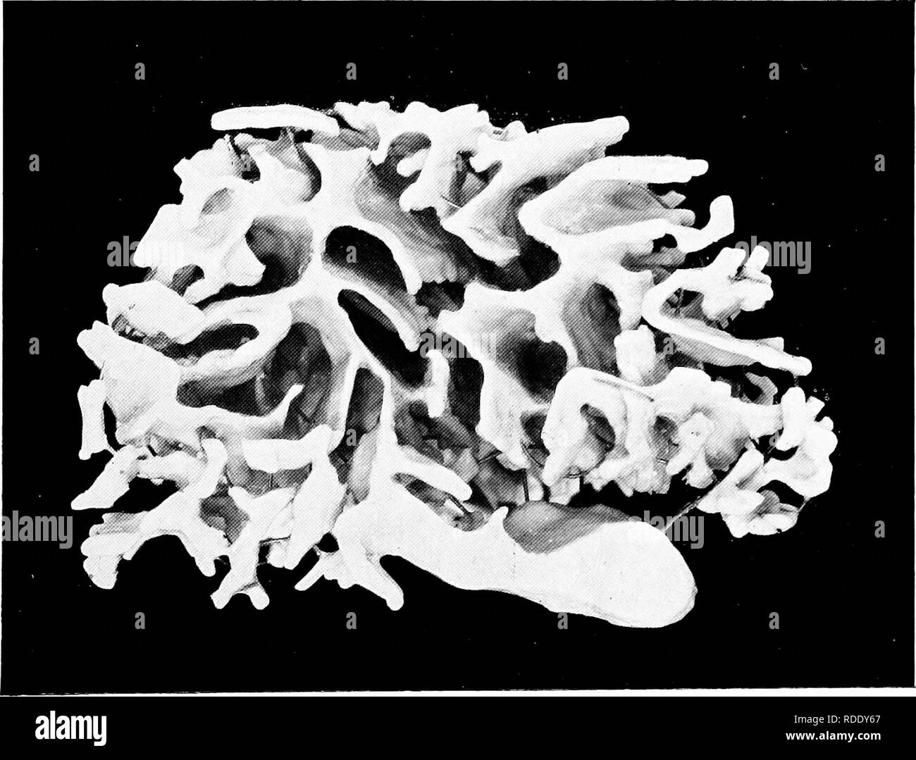 . L'anatomie de l'calmar Loligo, pealii, Lesueur. Calmars ; mollusques. Fig. 14. Modèle de la lumière d'une partie de la vésicule séminale. Une surface extérieure avec extrémité ventrale haut. B surface dorsale.. Veuillez noter que ces images sont extraites de la page numérisée des images qui peuvent avoir été retouchées numériquement pour plus de lisibilité - coloration et l'aspect de ces illustrations ne peut pas parfaitement ressembler à l'œuvre originale.. Williams, Leonard Worcester, 1875-1912 ; le Musée Américain d'Histoire Naturelle. Leiden, Hollande, Bibliothèque et bureau d'impression à la fin de E. J. Brill Banque D'Images