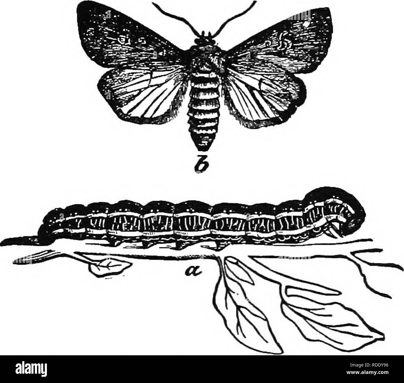 . Chou, Chou-fleur et des légumes : de la graine à la récolte . Jardinage légumes Chou-fleur ; ;. Insectes nuisibles. Blacic 105, couleur rouge fauve, tête et les pieds, et deux lignes jaunes le long de chaque côté du corps, entre lesquels sont nombreux zèbres blanches irrégulières comme les lignes. Quand il est de taille adulte deux pouces de long. Il est trois-broyait et passe l'hiver dans l'état de pupe. Il se nourrit de façon arbitraire sur un assez grand nombre de plantes. L'. Fig. 17-Zebra CaterpUlar et spongieuse. larve est vu à la Fig. 17, sur c, et le papillon adulte à b. Lorsque les larves sont jeunes rassemblés sur quelques feuilles un Banque D'Images