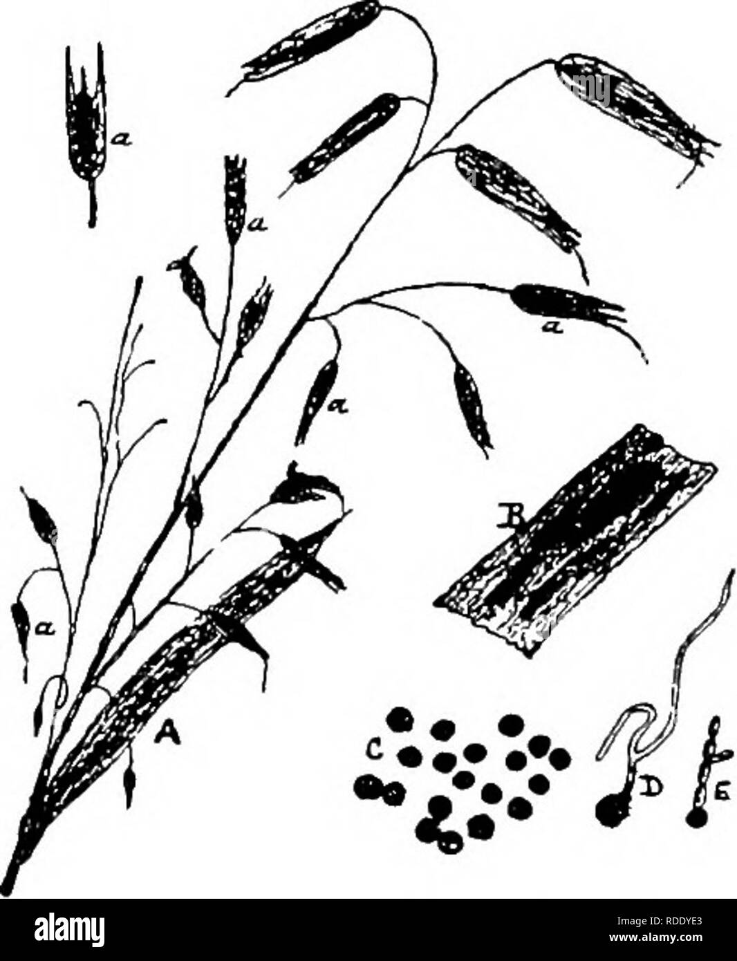 . Les maladies des cultures et leurs remèdes : un manuel de biologie économique pour les agriculteurs et les étudiants. Les maladies des plantes. 100 LES MALADIES DU CEOPS. être imprégné d'une solution de sulfate de cuivre ou du sel commun. Le champignon (Ustilago carbo, fig. 39)- pro duces le bien-connu et flétri noir oreilles de com. Il attaque l'orge, le blé, et de certaines graminées, ainsi que l'avoine. La maladie est dite provenir dans les racines des plantes-hôtes, et transmet jusqu'les tiges dans les feuilles et. Fig. 39.-l'escarbille du maïs (Ustilago cario). A. OatB infestés par TJstilago carbo (a). B. '* Sori '* sur une partie d'une glume Banque D'Images