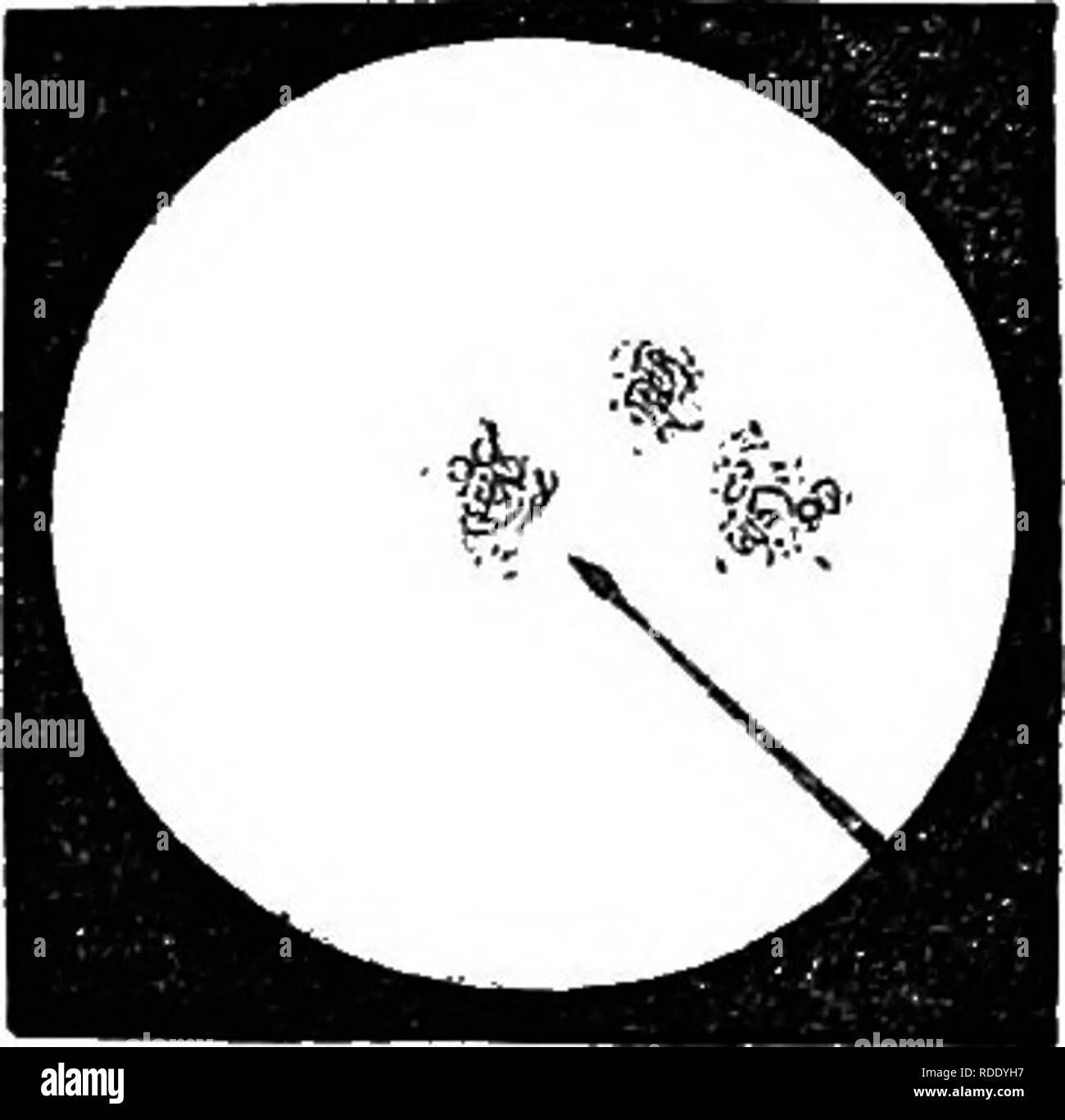 . Un traité pratique sur l'utilisation du microscope, y compris les différentes méthodes de préparation et d'examen animales, végétales, minérales et des structures. Microscopie Microscopes ;. 146 TRAITÉ PRATIQUE SUR LE MICROSCOPE. Fig. 101. l'intersection peut passer par elle ; ce plan était très pratique et répond bien aux pouvoirs inférieurs, mais avec le plus élevé, la définition n'est pas bon, en conséquence de l'introduction de la vitre entre l'œil et sur le terrain des lentilles. L'auteur a été, par conséquent, conduit à la construction de l'indicateur, représenté par la fig. 101, qui est un très simple Banque D'Images