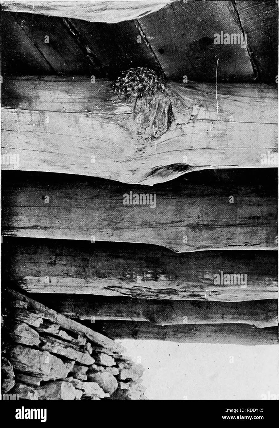 . Des études de l'appareil photo d'oiseaux sauvages dans leur maison . La photographie d'oiseaux, des oiseaux. 52. Fig. 43. Nid de Phoebe. Ce nid est sous le pont shoi07i de la Fig. 42.. Veuillez noter que ces images sont extraites de la page numérisée des images qui peuvent avoir été retouchées numériquement pour plus de lisibilité - coloration et l'aspect de ces illustrations ne peut pas parfaitement ressembler à l'œuvre originale.. Chester A. Reed, Chester (Albert), 1876-1912. Worcester, Mass : Reed Banque D'Images