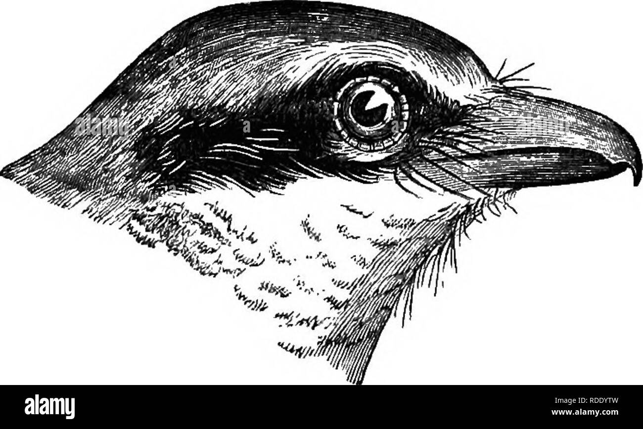 Les Oiseaux De La Vallee Du Colorado La Science Et Populaires De L Information Sur L Ornithologie De L Amerique Du Nord Les Oiseaux Le Sceau De L Sheike Oeder 547 Oue Dans