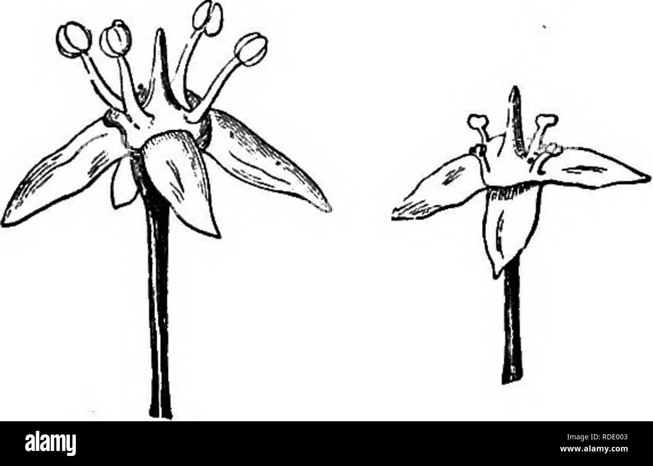 . Les différentes formes de fleurs sur les plantes de la même espèce. Les végétaux, fertilisation des plantes. 288 DICECIOUS ET Cuap. VIL ceux du genre alliées sont Celastnis polygamo » dit-on-dioïque." Si une nnniber de buissons de notre arbre-fusée être examinés, environ la moitié se trouve à étamines ont la même longueur que le pistil, avec des anthères bien développés ; le pistil d'être de même à toute apparence bien développé. L'autre moitié ont un pistil parfait, avec les étamines courtes, Rudi- mentaires indigents de pollen des anthères ; de sorte que ces bagues sont femelles. Toutes les fleurs sur le sam Banque D'Images