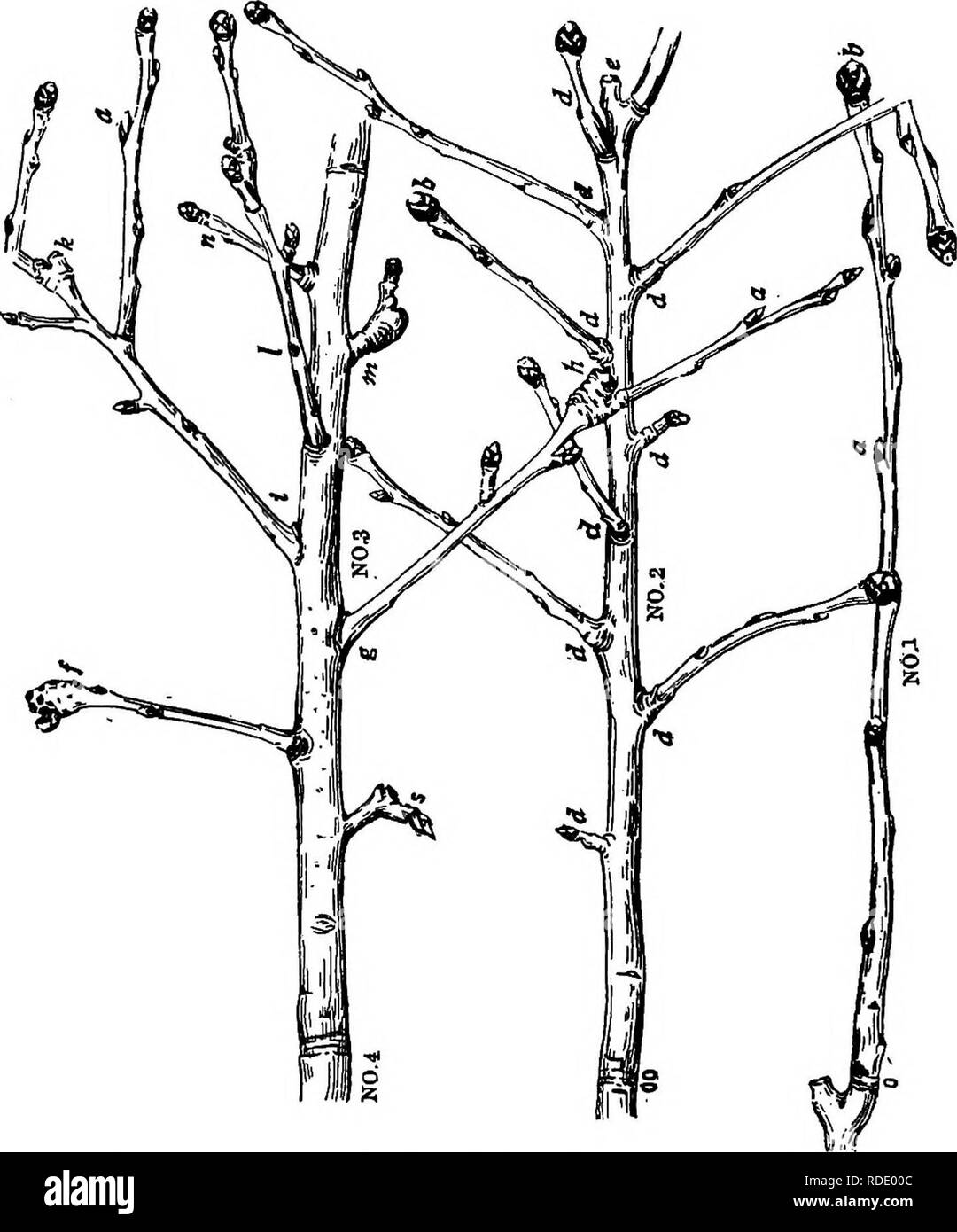 . L'apple-tree . Les pommes. 28 L'APPLE-TREE twig, faisant de grands bourgeons. En fait, les trois ou quatre bourgeons plus bas sont peu développés et ne se développent pas à moins que le membre ont été rompues au-dessus d'eux ; ils sont des bourgeons dormants.. 14. Un record de trois ans.-en une heure de loisirs, trace l'histoire de ces pièces ; il vous ouvrira les yeux.. Veuillez noter que ces images sont extraites de la page numérisée des images qui peuvent avoir été retouchées numériquement pour plus de lisibilité - coloration et l'aspect de ces illustrations ne peut pas parfaitement ressembler à l'œuvre originale.. Bailey, L. H. (Liberty Hyde), 1858-1954. New York Banque D'Images
