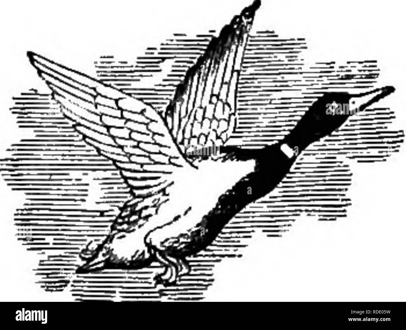 Les Oiseaux De La Vallee Du Colorado La Science Et Populaires De L Information Sur L Ornithologie De L Amerique Du Nord Les Oiseaux Xvi Bieds Du Colorado Valley Page Fig 41 Yeuow