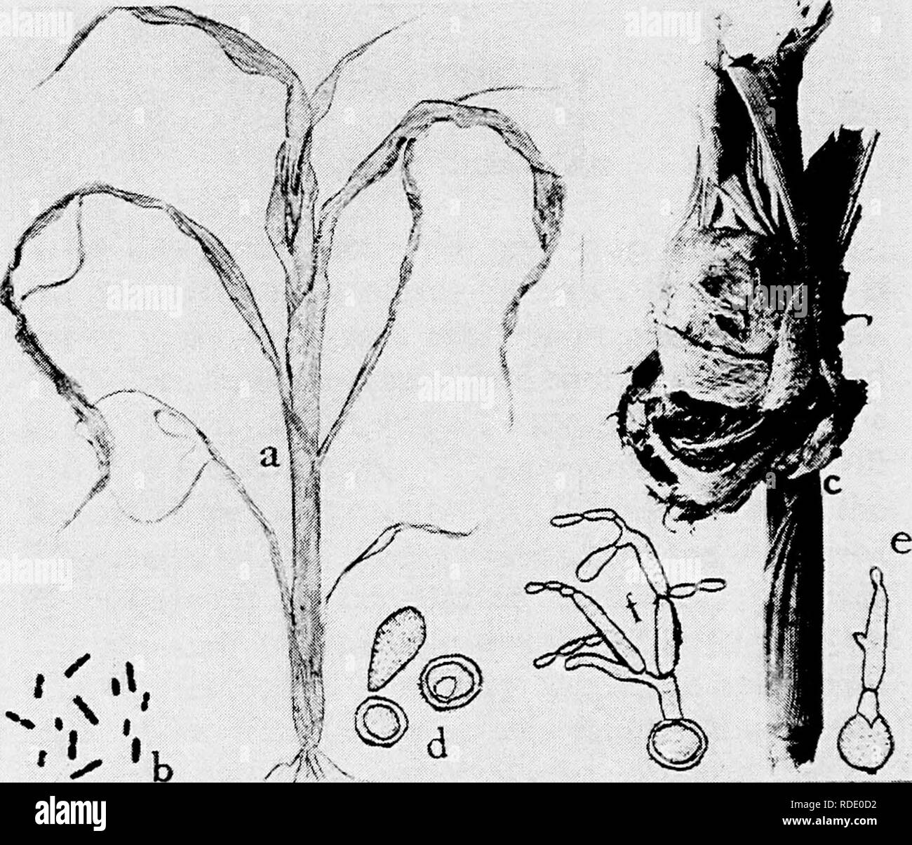 . Les maladies des cultures et leur contrôle du chariot . Les légumes. Fig. 45. Le maïs sucré Maladies. a. La brûlure bactérienne, 6. les organismes bactérien (a. à 6. après F. C. Stewart), c.. d. les spores du charbon, e. et/, spores en germination de l'Ustilago zem (d. à/, d'après J. B. S. Norton).. Veuillez noter que ces images sont extraites de la page numérisée des images qui peuvent avoir été retouchées numériquement pour plus de lisibilité - coloration et l'aspect de ces illustrations ne peut pas parfaitement ressembler à l'œuvre originale.. Taubenhaus Jacob, Joseph, 1884-1937. New York : E. P. Dutton &AMP ; Co. Banque D'Images