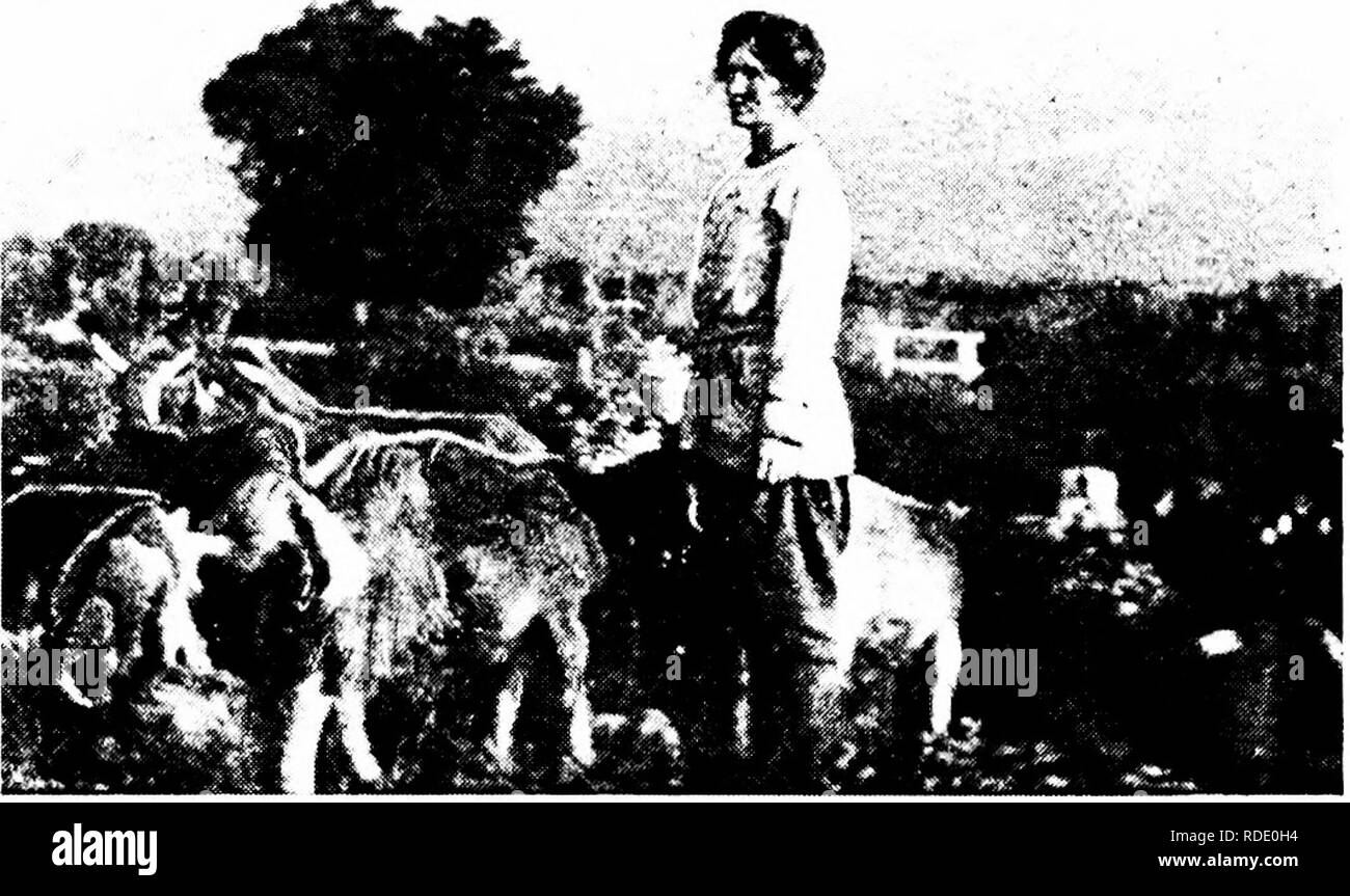 . Lait de chèvres moderne : état de l'industrie de la chèvre laitière ; méthodes de production laitière rentable ; les soins et la gestion des troupeaux commerciaux et les chèvres domestiques . Les chèvres. L'ÉLEVAGE DE CHÈVRE COMME UNE VOCATION POUR LES FEMMES 69 enfants une nourriture alors particulièrement précieux pour eux. Ce qui concerne le bien-être de l'enfance doit toujours être de la pri- mary intéressant les femmes, et c'est précisément cette préoccupation. Fig. 21.-Miss Jane White. Los Anceles. une femme pionnier éleveur de chèvres. Grâce à la haute qualité de la harde elle a mis en place, son tlirnuirh writintrs anrl et son leadership personnel enthousiaste, Mme White a fait un aiuab «la plupart Banque D'Images