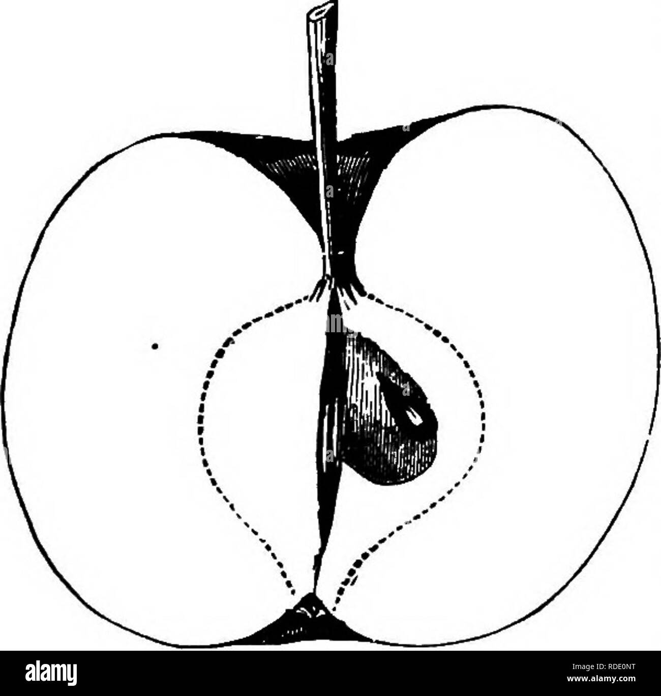 . American pomologie : pommes . Les pommes. Ni de classe. Pommes rondes.-L II. II. 599 l'échelle de base, turbinées, fermé, régulière, qui serre l'oeil ; graines nombreuses, petite et pointue, sombre, certaines imperfections ; chair jaune, ferme, cassant, très fine, juteuse ; goût riche, sous-acide, aromatique, vineux, épicé, très d'accord- capable ; meilleure qualité ; Utiliser, dessert, saison, de décembre à février. Particulièrement adapté aux collections d'amateurs. Ke'vres' Crabe. À partir de la Virginie. Un célèbre apple cider, trouvés dans tous les exten- sive et bon cidre des vergers. La croissance du corps de l'arbre, mais un grand, répandant un extrêmement productive, haut Banque D'Images