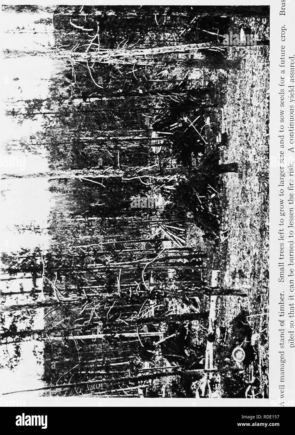. La foresterie agricole . À bois. . Veuillez noter que ces images sont extraites de la page numérisée des images qui peuvent avoir été retouchées numériquement pour plus de lisibilité - coloration et l'aspect de ces illustrations ne peut pas parfaitement ressembler à l'œuvre originale.. Ferguson, John Arden. New York : J. Wiley &AMP ; Fils Banque D'Images
