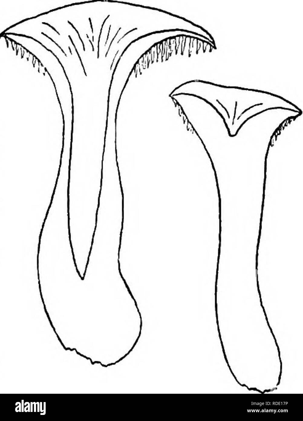 . Le livre de champignons. Un guide populaire pour l'identification et l'étude de nos champignons roturier, avec un accent particulier sur la variétés comestibles. Les champignons, Côté Cuisine (champignons) ; cbk. Genre Hydnum GENRE HYDNUM Répandre Hydnum repandum Hydnum (comestibles) (voir page 103) face à la plaque de plafond ou chapeau-charnue, fragile, un peu humide, lisse ou des spécimens matures en écailles. Variable en couleur ; rouge léger, chamois pâle, jaune ou rouillé. Convexe, avion, ou profondément con- cave par la tige devenir creux. Souvent les marges ondulée. 1 à 4 pouces de large. Les dents ou Aculei-fait, blanchâtre, facilement détachable, laissant peu de cavités dans le Banque D'Images