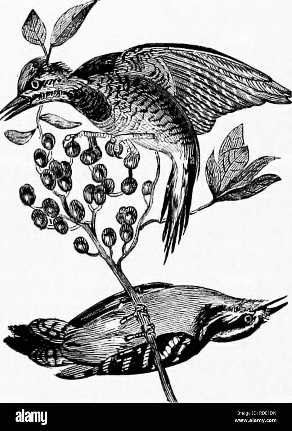 . Nos propres oiseaux ; une histoire naturelle des oiseaux des États-Unis. Les oiseaux. 134 INSESSORES. par une série de courts sauts, s'arrêtant parfois pour donner quelques raps, de découvrir les lieux d'in- sectes sous l'écorce ; puis, le il va, ici et là, prendre un morceau de Dainty, avant d'être satis- fait qu'il a fait avec l'arbre, il passe à l'autre. Les États-Unis sont particulièrement favorisés dans pos- sessing un grand nombre d'espèces de cette belle tribu. La Califor- nia Woodpecker est à juste titre célèbre pour la richesse de son plumage, ainsi que pour certains de ses sin- gula Banque D'Images