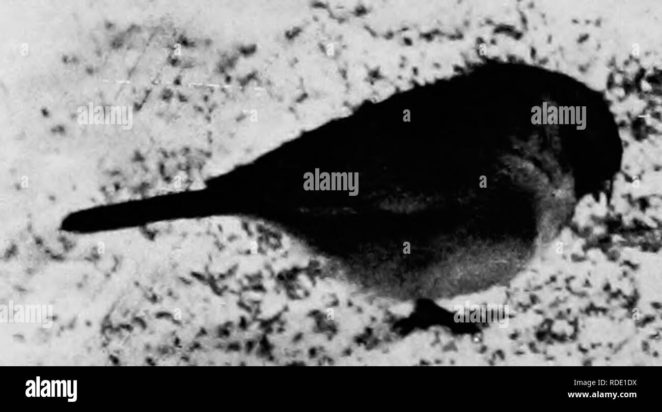 . Études d'oiseaux avec un appareil photo : avec des chapitres d'introduction sur l'équipement et des méthodes de la photographe d'oiseaux . La photographie d'oiseaux, des oiseaux. 42 ÉTUDES D'OISEAUX AVEC UN APPAREIL PHOTO - qui, de toute évidence, ils connaissent bien les distinguer des éléments de mobilier et agissant avec l'alarme. Cela aussi, c'est le meilleur moment pour obtenir des photos de Juncos,-' les mésanges, les sittelles, n-Â"-ny Woodpeck- ers, le geai bleu, et les oiseaux d'hiver moins communs. Les quatre derniers sont rarement ou jamais vu sur ma maison en hiver. Sans doute l'abondante et woodlands- les hanter plus agréable, d'où ils ne doivent pas être e Banque D'Images
