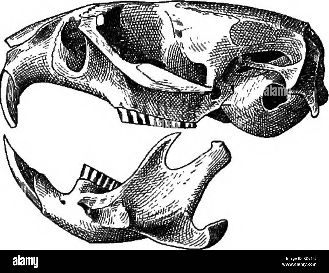 . Les mammifères de la frontière mexicaine des États-Unis : un catalogue descriptif des espèces de mammifères qui se produisent dans cette région ; avec un résumé général de l'histoire naturelle, et une liste d'arbres . Mammifères marins, les mammifères ARBRES ; ARBRES ; natural history ; histoire naturelle. a. b. c. Cochon. 125.-califoknicus Microtus. Un doesal Skvll., vue, 6, vue ventrale ; c, vue latérale. Description.-taille, grandes, seins, P.|, UN§, I.f  =4 paires ; crâne (fig. 125) avec une partie rostrale courte et déprimé ; dents comme indiqué en fig. 126 ; similaires à coloration du pelage Microtus edax ; pleine, longue, et plutôt doux ; réflexologie plantaire Banque D'Images