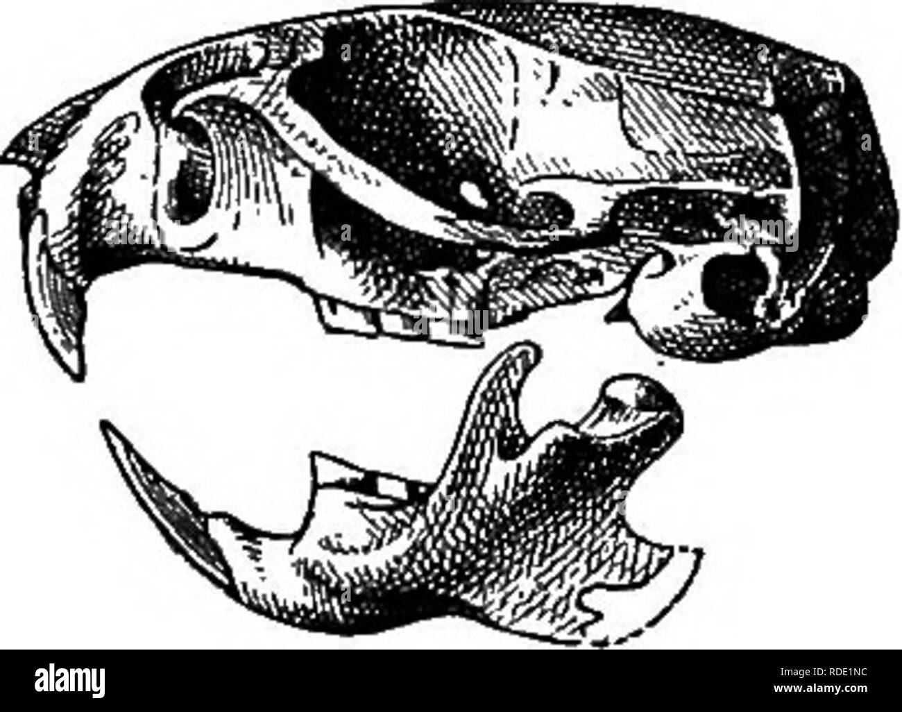 . Les mammifères de la frontière mexicaine des États-Unis : un catalogue descriptif des espèces de mammifères qui se produisent dans cette région ; avec un résumé général de l'histoire naturelle, et une liste d'arbres . Mammifères marins, les mammifères ARBRES ; ARBRES ; natural history ; histoire naturelle. Fig. 110.-Sigmodon minimus. Crâne, un doesal, voir ; &AMP ;, vue ventrale ; c, vue latérale. Général remarlcs.-La description originale de cette espèce, écrit dans le domaine, a été basé sur deux peaux et trois crânes, ainsi que plusieurs fragments, tous de l'tyjje-localité. A l'heure actuelle, treize autres peaux de localit Banque D'Images