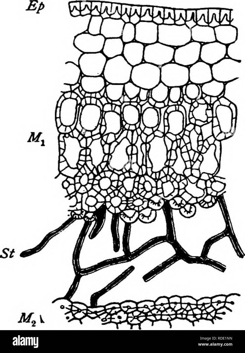 . Un texte-livre de mycologie et pathologie des plantes . Les maladies des plantes ; champignons dans l'agriculture ; maladies des plantes ; les champignons. Les gales 399 formé par les insectes le dipterous couches nutritives sont souvent classés de la sepa- tissu mécanique attenant. L'épiderme de la vésicule peut représenter les tissus nutritifs lorsqu'elle se développe comme une doublure intérieure à la poilue chambre larvaire. Substances albumineuses sont trouvés dans ces papille, ou de poils, ainsi que des gouttes de graisse et de petits grains d'amidon, de sorte que les larves sont entourés par l'abondance de l'offre d'un riche pabulum. Parenchyme nutritives peuvent être formées au sein de la mécanique Banque D'Images