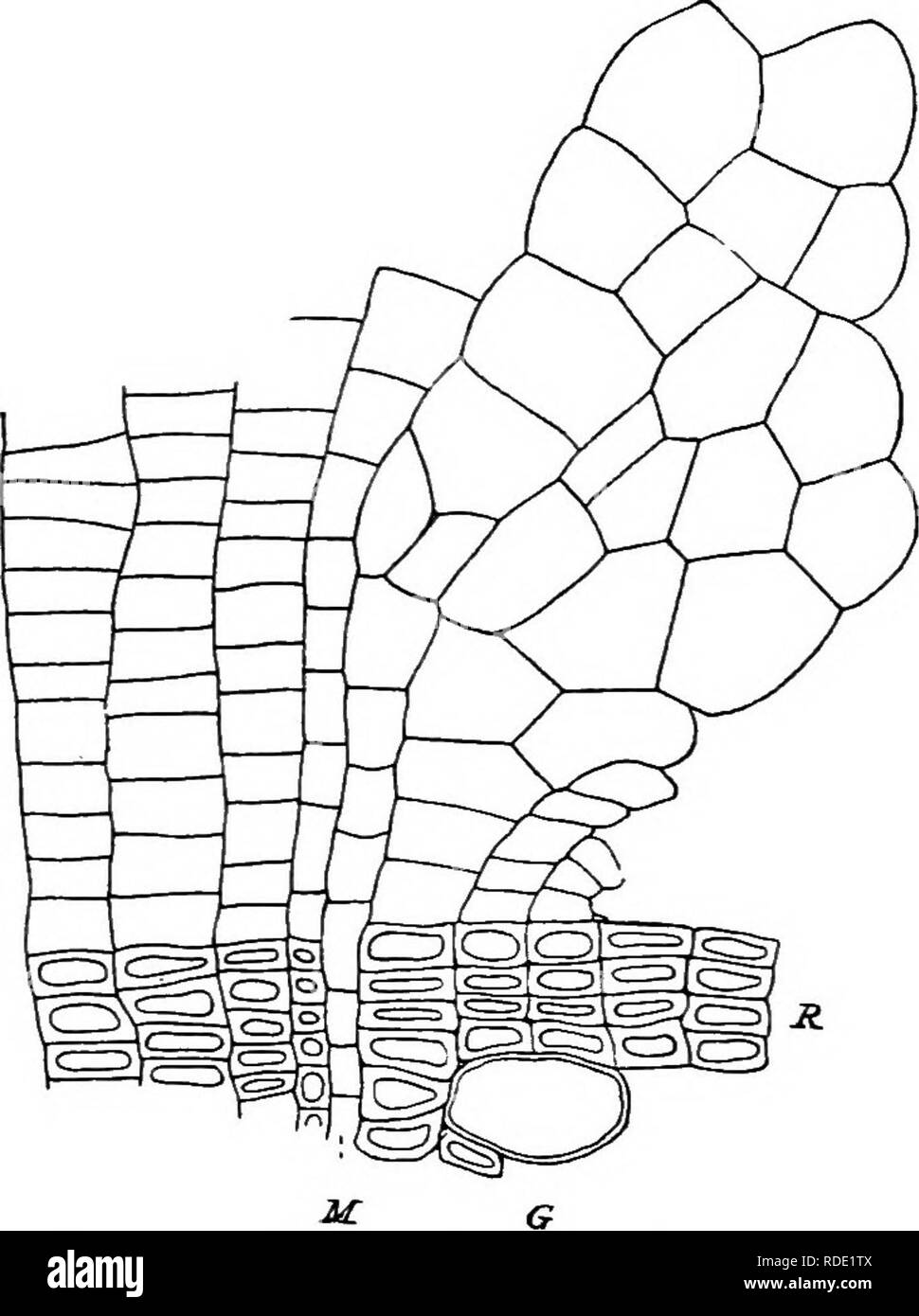 . Un texte-livre de mycologie et pathologie des plantes . Les maladies des plantes ; champignons dans l'agriculture ; maladies des plantes ; les champignons. 378 PHYTOPATHOLOGIE générale et c'est parfois en raison de limitations d'espace relations. Le cal est parfois plus luxuriante, comme dans les boutures de Populus pyratnidalis (Figs. 150 et 151) et Lamium orvala (Fig. 152), qui produit la plus grande entre les rouleaux sans pitié les plantes herbacées. Tous les organes de la plante. Veuillez noter que ces images sont extraites de la page numérisée des images qui peuvent avoir été retouchées numériquement pour plus de lisibilité - coloration et l'aspect de ces illustrations ne peut pas Banque D'Images