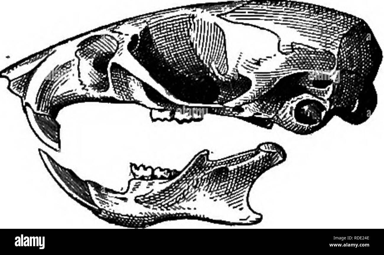 . Les mammifères de la frontière mexicaine des États-Unis : un catalogue descriptif des espèces de mammifères qui se produisent dans cette région ; avec un résumé général de l'histoire naturelle, et une liste d'arbres . Mammifères marins, les mammifères ARBRES ; ARBRES ; natural history ; histoire naturelle. Fig. 82 Pekomtscws texantjs-.. Crâne, u, doesal vue ; b, vue ventrale ; c, vue latérale. Description.-semblables dans des proportions de Peromyscus leucopus (Rafinesque). Au-dessus de couleur gris-vert foncé, avec une zone vertébrale, où l'épais pelage est bordée de noir. Pieds et parties inférieures blanc pur ; la queue noirâtre, bicolores, blanc au-dessus de belo Banque D'Images
