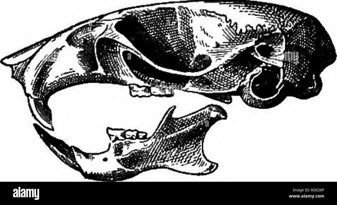 . Les mammifères de la frontière mexicaine des États-Unis : un catalogue descriptif des espèces de mammifères qui se produisent dans cette région ; avec un résumé général de l'histoire naturelle, et une liste d'arbres . Mammifères marins, les mammifères ARBRES ; ARBRES ; natural history ; histoire naturelle. Fig. 7i. MYSCUS aONOElENSlS-PEE0RUFINUS. SKOLL. O, DOESAL, VUE 6, vue ventrale ; C, vue latérale. crêtes temporelles qui P. leucopus n, et les prémaxillaires sont plus étroites. Le Trou incisif est plus long que dans P. leucopus, le interpterygoid fossa plus longue et plus étroite, et la mandibule a produit plus de coronoid angulaire et pr Banque D'Images