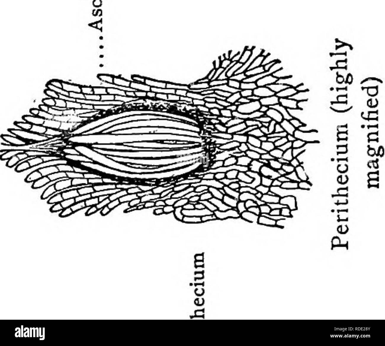 . Le livre de champignons. Un guide populaire pour l'identification et l'étude de nos champignons roturier, avec un accent particulier sur la variétés comestibles. Les champignons, Côté Cuisine (champignons) ; cbk. . Veuillez noter que ces images sont extraites de la page numérisée des images qui peuvent avoir été retouchées numériquement pour plus de lisibilité - coloration et l'aspect de ces illustrations ne peut pas parfaitement ressembler à l'œuvre originale.. Marshall, Nina L. (Nina Lovering). New York, Doubleday, Page &AMP ; Co. Banque D'Images