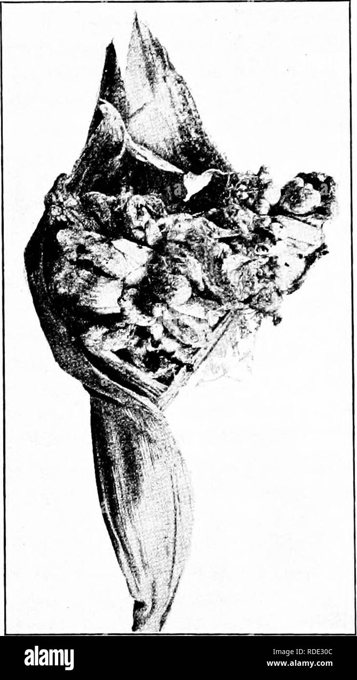 . Les maladies des plantes d'importance économique . Les maladies des plantes. 332 LES MALADIES DES PLANTES ÉCONOMIQUES brane finalement éclate, desserrant un blanc, sec, messe noire de spores par lequel les veines fibreuses de l'usine de meubles com- trate. Il a été d'une manière concluante que le onstrated- dem champignon causal n'est pas transmis à la nouvelle culture dans la semence, comme c'est le cas de tant d'autres charbons, et que, par conséquent, aucune forme de traitement de semences est de valeur pour ses pré- vention. L'ét- tion de semences couvertes de spores de charbon n'entraîne pas de charbon plus que ne l'utilisation d'onu- les semences infectées. Il a été clairement montré que l'infec- Banque D'Images