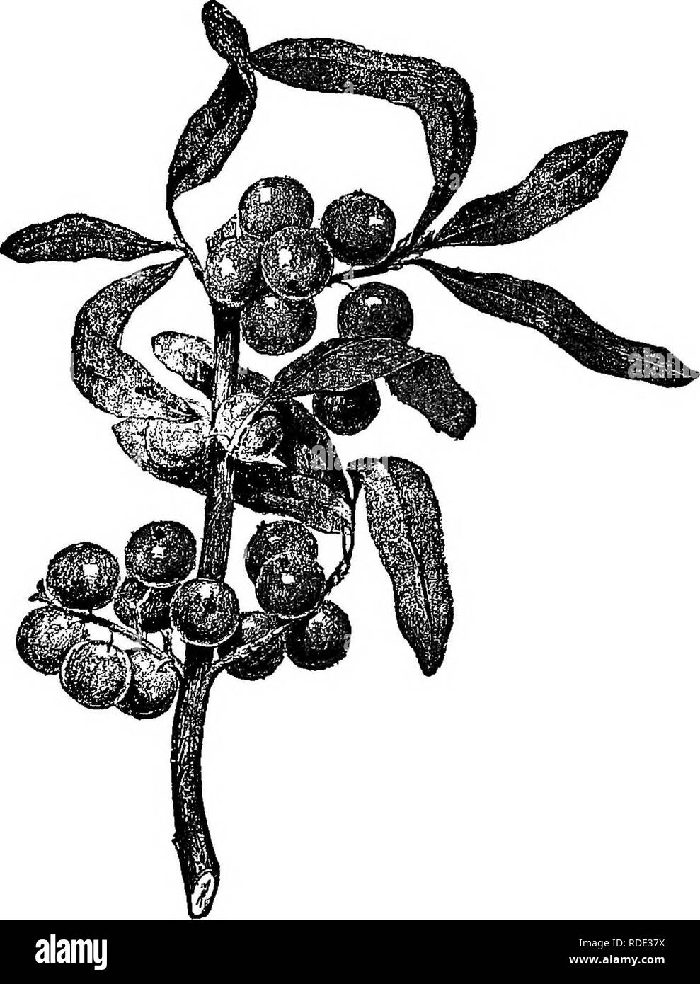 . L'American Fruit Culturist, contenant des orientations pour la propagation et la culture de l'ensemble des fruits adaptés aux États-Unis. La culture de fruits. Les fruits sauvages ET NON CLASSIFIÉS. 6ii. Fig. 809.-Buffalo Berry.. Veuillez noter que ces images sont extraites de la page numérisée des images qui peuvent avoir été retouchées numériquement pour plus de lisibilité - coloration et l'aspect de ces illustrations ne peut pas parfaitement ressembler à l'œuvre originale.. Thomas, J. J. (John Jacob) ; bois, William H. S. New York, Orange Judd Banque D'Images