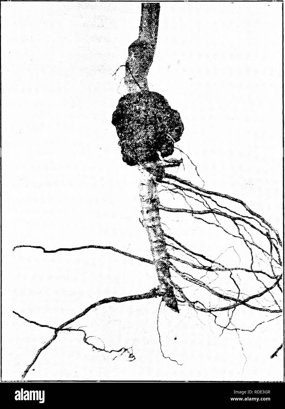 Les Maladies Des Plantes D Importance Economique Niivpaceous Fevits Les Maladies Des Plantes 131 Fig 5s Peach La Galle Du Collet Apres Hedgcock Apple Peut Etre Produit Par L Inoculation Avec