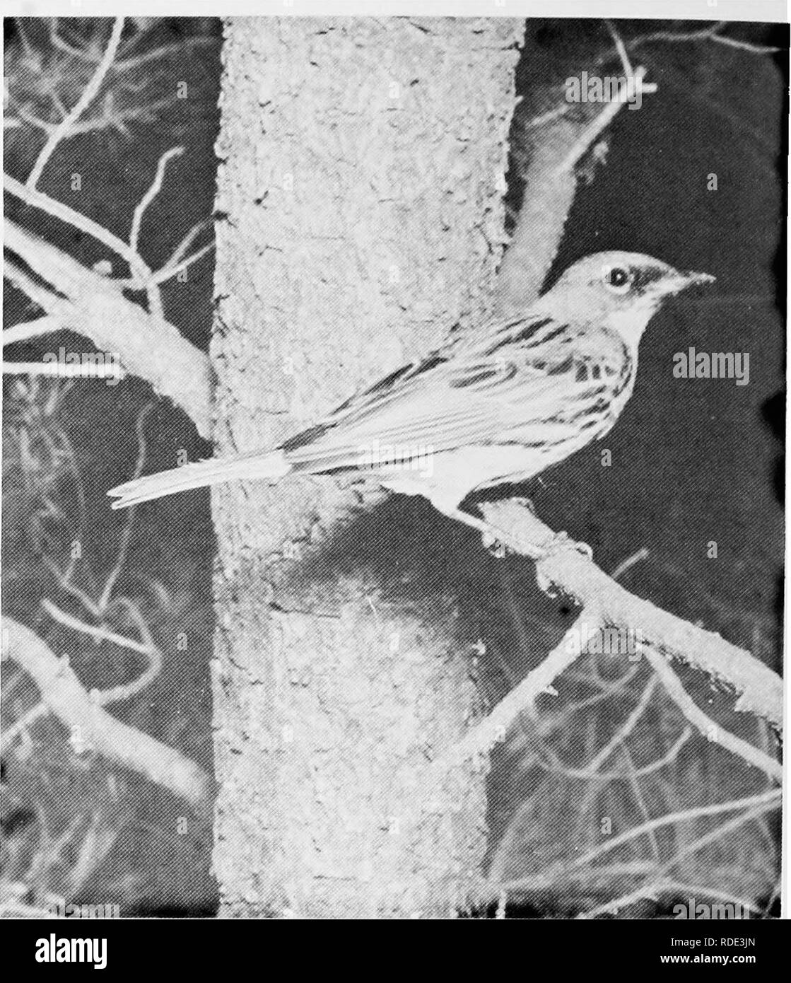 . Où trouver les oiseaux et profiter de l'histoire naturelle de Floride. Les oiseaux. GRAND Bahama Island depuis l'île de Grand Bahama est à moins d'une demi-heure de vol de West Palm Beach International Airport, il me semble utile d'inclure cette zone dans "Où. Trouver des oiseaux en Floride." Depuis 1959, la Floride Audubon Society a effectué quatre visites en novembre à Grand Bahama, et les membres de la société, visitez l'île fréquemment au cours de l'année. Grand Bahama est un récif étroit, l'exécution de l'Est et l'ouest, à l'angle nord-ouest de la chaîne des Bahamas. * C'est quatre-vingt-trois kilomètres de long. Les principales villes sont W Banque D'Images