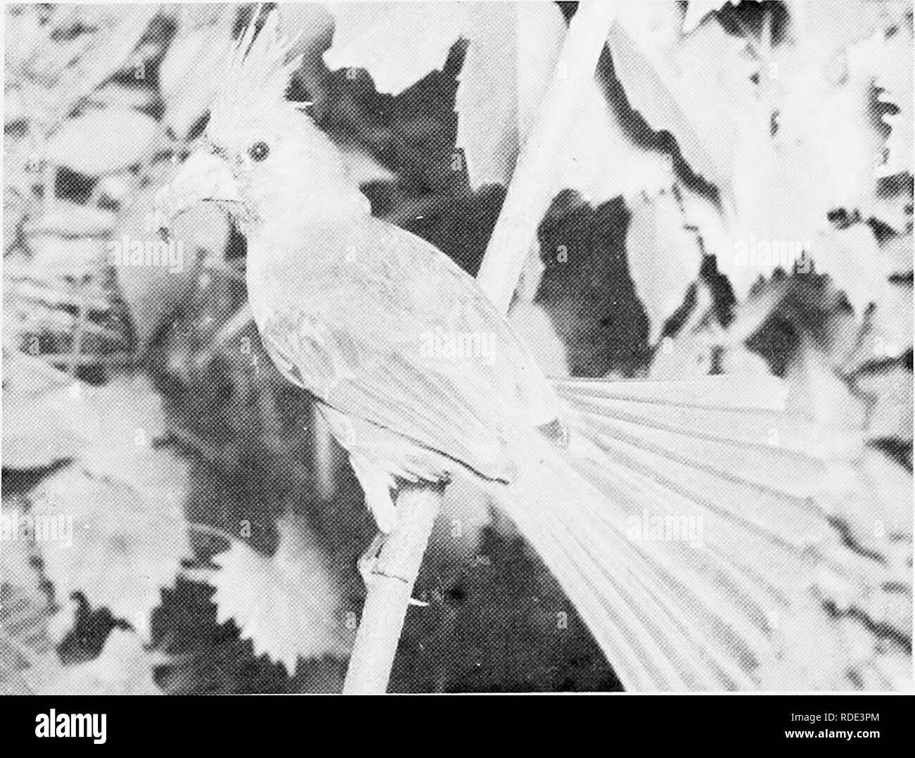 . Où trouver les oiseaux et profiter de l'histoire naturelle de Floride. Les oiseaux. La partie III. La zone de la côte est du Comté de Brevard - CACAO MERRITT ISLAND depuis huit ans, ce domaine a conduit le pays dans espèces enregistrées sur l'Audubon des oiseaux de Noël. N'importe qui avec seulement un court laps de temps dans le district peuvent visiter seulement les endroits où il y a des concentrations d'oiseaux. De tels endroits sont répertoriés ici et couvrent principalement les oiseaux d'eau mais beaucoup d'oiseaux terrestres seront également visibles sur ces voyages. Port Canaveral Cocoa-de prendre la route 520 à Cocoa Beach ; tourner vers le nord au feu de circulation sur la route 401 à 3,8 km Banque D'Images