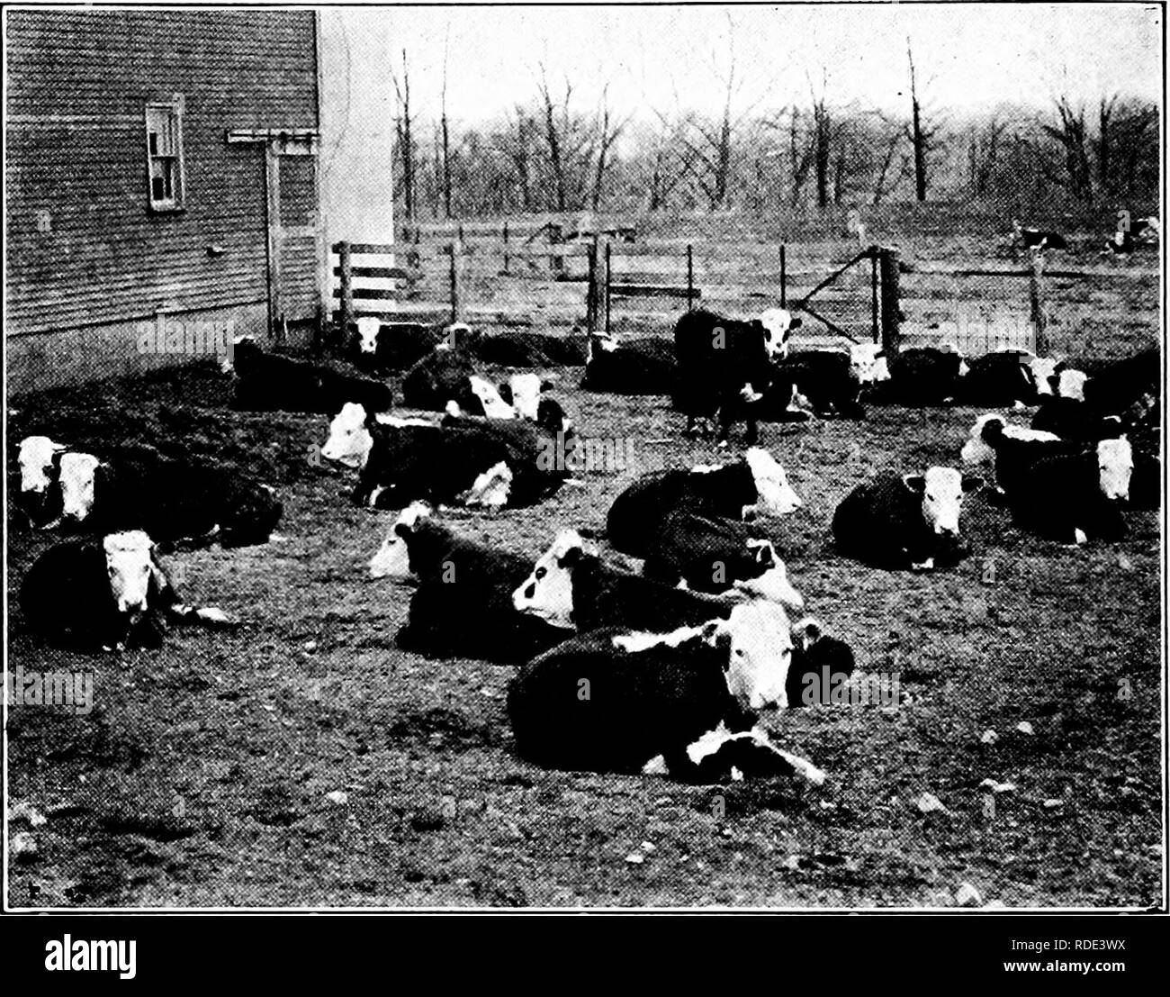 . L'alimentation du bétail et la version abrégée : l'essentiel de l'alimentation, aux soins, et la gestion des animaux de ferme, y compris la volaille : adapté et condensés à partir du bétail et l'alimentation (16e éd.). Rss ; alimentation animale. 298 RSS et de l'alimentation, a abrégé le auto-alimenté steers consommé un concentré plus lourds et allocations ont été portées à l'alimentation complète en un temps plus court sans en retrait de trop manger. Tho consommant plus d'aliments pour animaux, ce lot I a été plus que compensée par les gains plus importants. Même après avoir ajouté le coût d'usure le foin, l'auto-alimenté steers fait le moins cher des gains. Les deux systèmes sur le même d'amou Banque D'Images