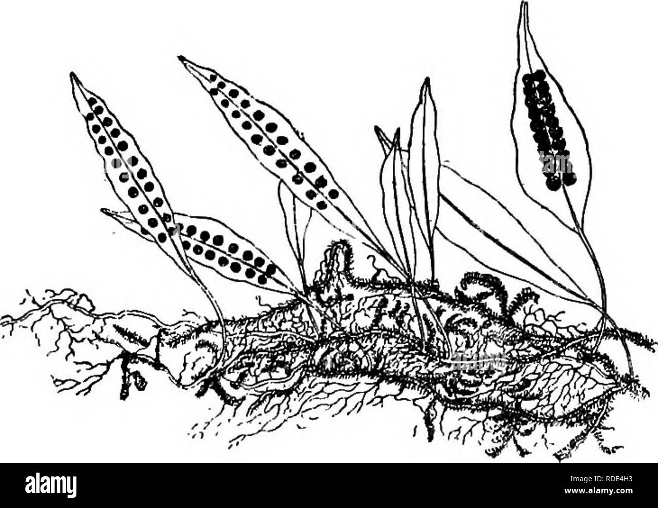 . Le livre de choix de fougères : pour le jardin, véranda, et cuisinière : décrire et donner des orientations culturelles explicites pour le meilleur et le plus frappant de fougères et selaginellas en culture. Illustrés par des plaques de couleur et de nombreuses gravures sur bois, préparés spécialement pour ce travail . Fougères ; Fougères. 206 LE LIVRE DE CHOIX DE FOUGÈRES. Régler, dans le Yorkshire ; à Arncliff, Gordale, et White Scars, près de Ingleton ; à mettre Clough, près de Burnley, près de Lancaster et ; à Leigh Woods, près de Bristol ; et sur les falaises et cheddar fort Carrières, près de Bath, dans le Somersetshire. Bien que l'usine n'est que premier r Banque D'Images