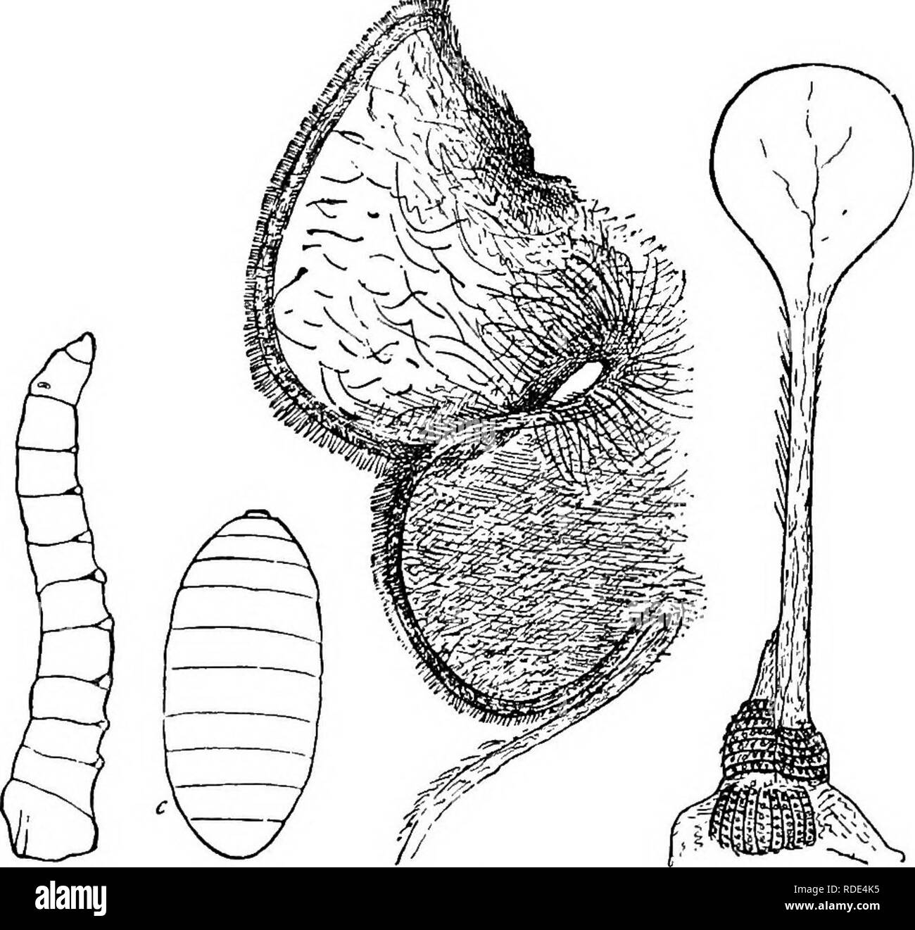 . Activités des animaux ; un premier livre au zoo ?logie. Zoologie ; le comportement animal. S8 ACTIVITÉS DES ANIMAUX. Trouvez-vous des spiracles soit sur le thorax ou l'abdomen ? Trouvez-vous les yeux et ocelle ? Trouvez-vous des antennes ? Écrire ressemblances et différences pour voler et de l'herbe- bac.. Fig. 57.-chenille et chrysalide de la Chambre-voler. b, imagnified^ c) larve pupe(/"Un^ nified-). Fig. 58.-Wiiiglet droit o f bleue {amplifiés). Fig. 5g.-balancer de bleue {amplifiés . Sommaire des dessins. (") Une mouche comme vu du dessus avec les ailes étendues à angle droit avec le corps X 5- (6) la larve et la nymphe d'une mouche X S • (c) d'un Banque D'Images
