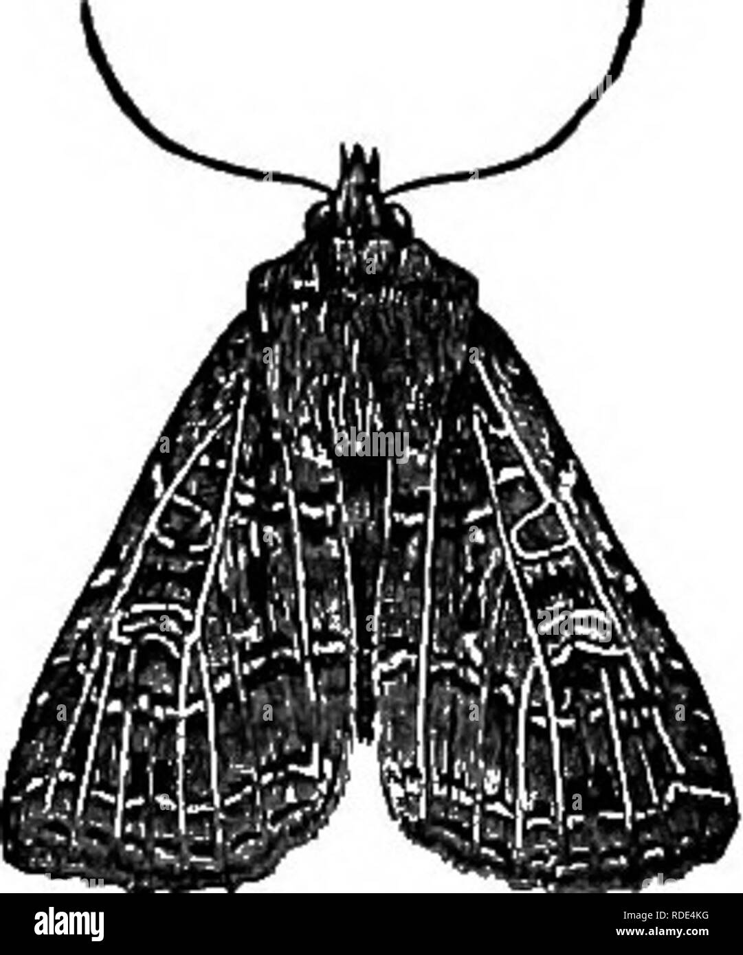 . Activités des animaux ; un premier livre au zoo ?logie. Zoologie ; le comportement animal. Les papillons y4ND les mites. Partie de la SS animaux eux-mêmes. Le nom a été donné parce que le processus ressemblait à quelque peu le processus par lequel les colombophiles obtenir différentes variétés de pigeons par "sélection " oiseaux avec marquages particuliers aux fins de reproduction, ou par les jardiniers qui obtenir de nouvelles variétés de fleurs par '' continuellement sélection '' les quelques particularités souhaitables et d'obtenir des semences de ces pour la production de plantes de plus en plus souhaitable. Dans la sélection naturelle il n'y a pas de fantaisie et d'oiseaux- Banque D'Images