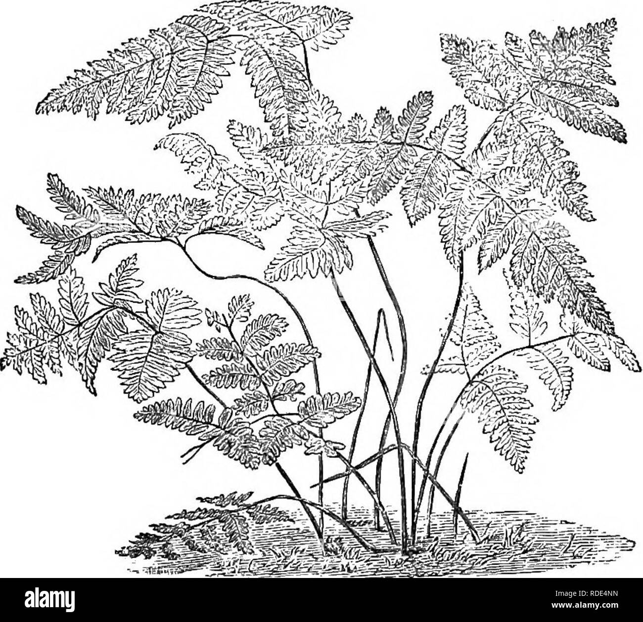 . Le livre de choix de fougères : pour le jardin, véranda, et cuisinière : décrire et donner des orientations culturelles explicites pour le meilleur et le plus frappant de fougères et selaginellas en culture. Illustrés par des plaques de couleur et de nombreuses gravures sur bois, préparés spécialement pour ce travail . Fougères ; Fougères. POLYPODIUM. 131 en forêt, près de l'Yoxhall Wedwood Lodge, Staffordshire ; à haute CliiF, Cheshire ; à Boghart Hole Clough Prestwich et Clough, dans le Lancashire ; en bois, près de Kendal Barrowfield ; près de Durham ; à Leigh Woods, près de Bristol ; sur Frocester loucestershire-G, Hill ; parmi les rochers à la Fal Banque D'Images