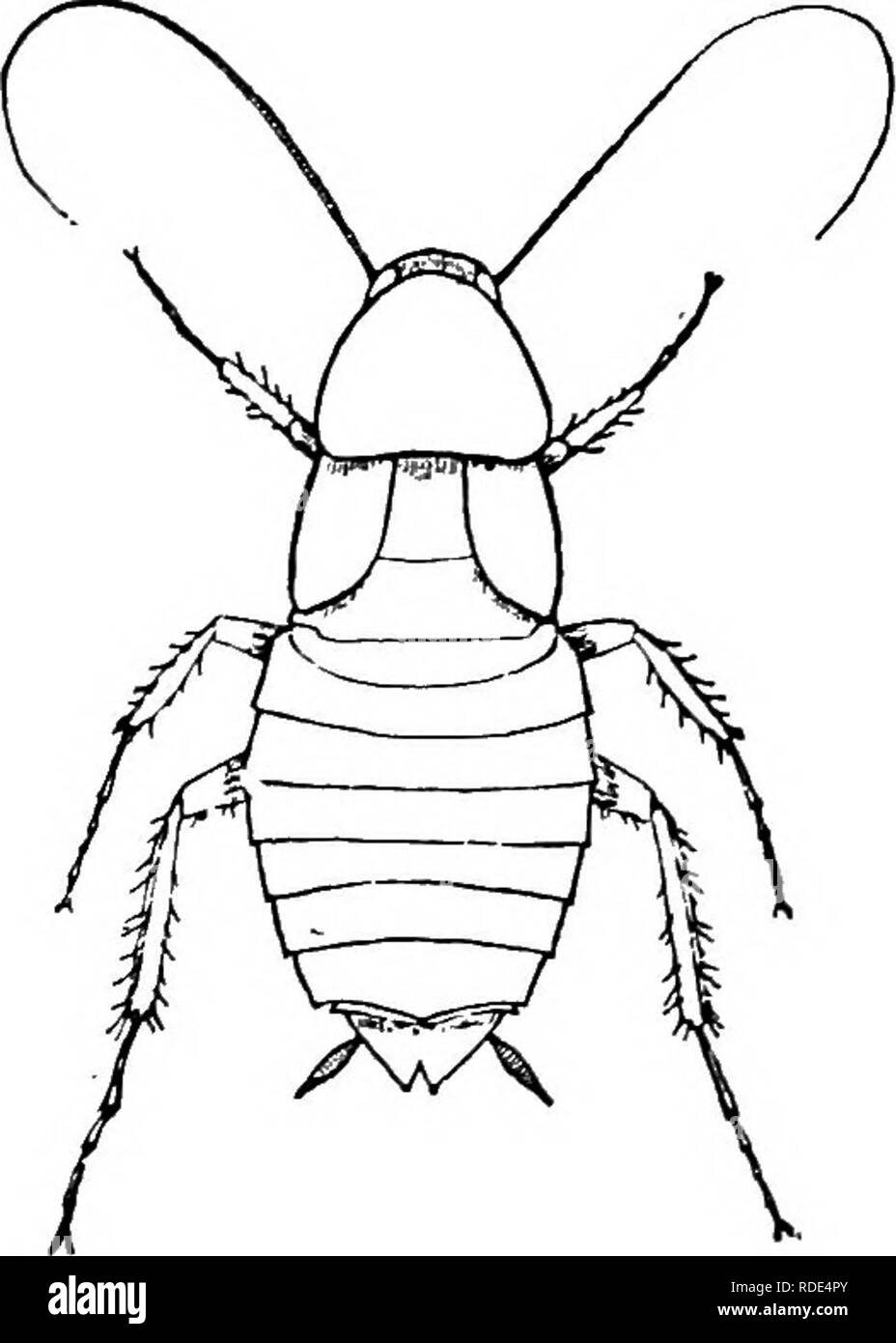 . Activités des animaux ; un premier livre au zoo ?logie. Zoologie ; le comportement animal. Les sauterelles et criquets. 39 graine de la plante. Il s'agit également d'un seul ovule cellule mis à part pour la reproduction. Le Grasshopper dépose ses oeufs dans le sol, en utilisant à cette fin les oviposi- teurs à la fin de son abdomen. Il y a de ces oeufs éclosent de minuscules insectes tout comme leurs parents dans la forme, mais l'indigence des ailes. Après quelques jours d'alimentation, la petite sauterelle devient trop grand pour sa peau dure (exosquelette), et procède à la changer. Le processus de ramper hors de la vieille peau est appelé. Veuillez noter t Banque D'Images