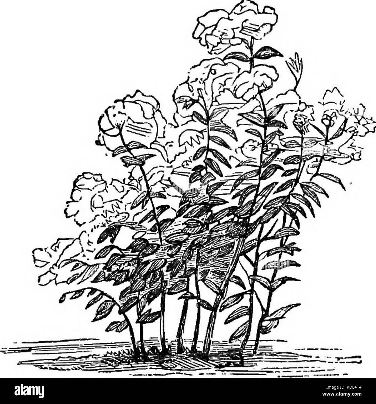 . Populaires de feuillus et de conifères et d'arbustes, à la plantation dans les parcs, jardins, cimetières, etc., etc.. Arbres arbustes conifères ; ;. AL'OENAMEITl ARBUSTES À FEUILLES CADUQUES. 115 de s'éteindre après quelques yeai" de la culture. Leur valeur est principalement dans une position vers le haut de certains Rocky Point. Tiges jaune verdâtre, fleurs jaune en juin et juillet. Le SoPHOKA.-La sophora japonica sophora du Japon ou est un bel arbre à tête ronde, avec l'écorce vert foncé lisse et délicat feuillage bleu vert. Dans le Nord et Middle States il n'est pas parfaitement rustique, mais au sud de Philadelphie qu'il est plutôt bien, et de Banque D'Images