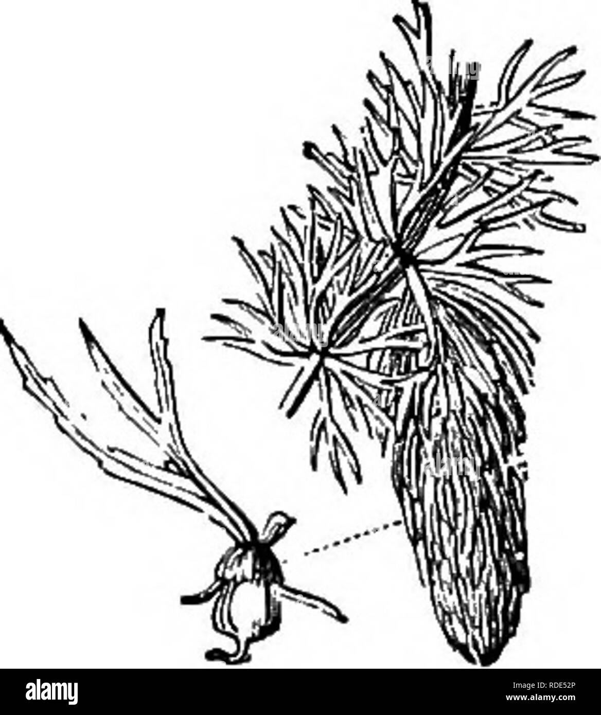. Activités des animaux ; un premier livre au zoo ?logie. Zoologie ; le comportement animal. Fig. 7.-Un étang- la lutte contre les mauvaises herbes. Une autre méthode de purification de l'air dans l'eau consiste à forcer un flux d'air à l'intérieur. Ce n'est pas le prac- ticable dans la plupart des salles de classe. Verser de l'eau fraîche sur le côté de l'aquarium de telle manière que beaucoup de bulles d'air sont pris dans le flux descendant est une méthode simple et commune. De grands aquariums ont souvent un approvisionnement constant d'eau courante avec un écoulement régulier. Ces aquariums sont à peine nécessaire dans la plupart des écoles. Les petits récipients de verre rectangulaire et batterie commune-jar Banque D'Images